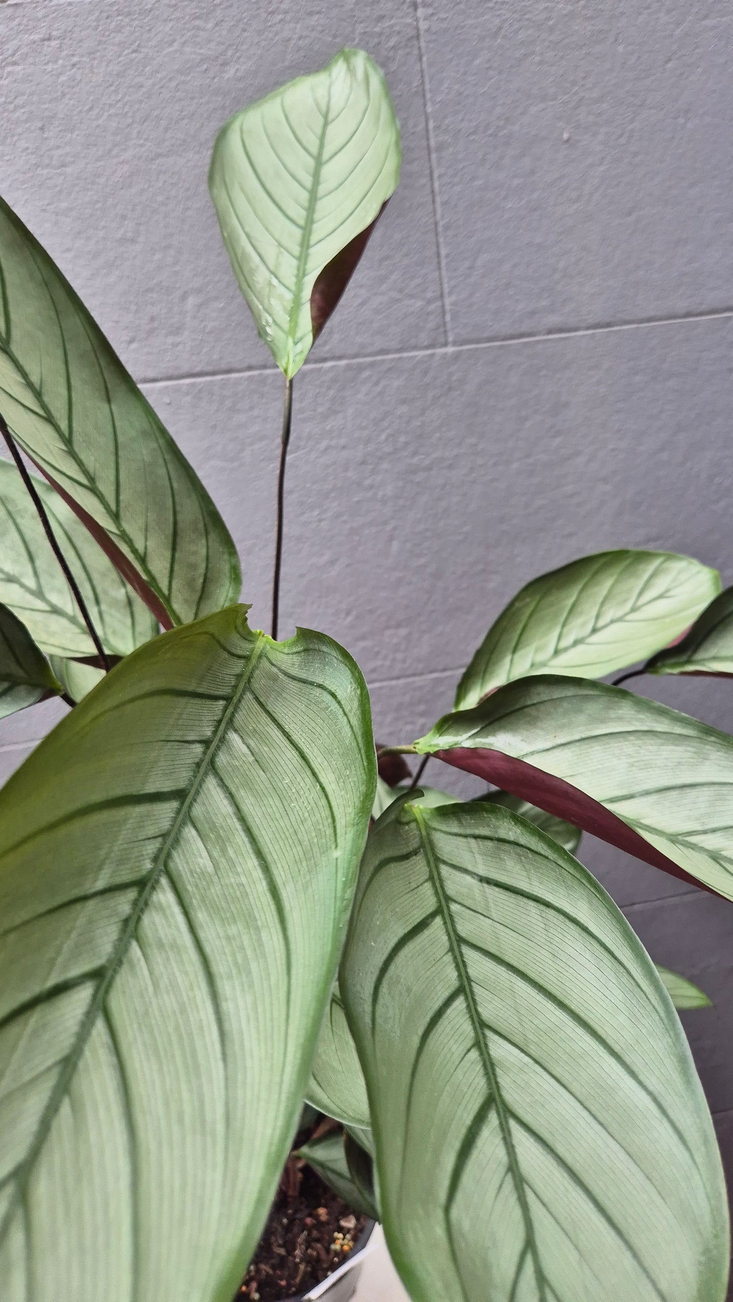 Ctenanthe setosa 'Grey Star'