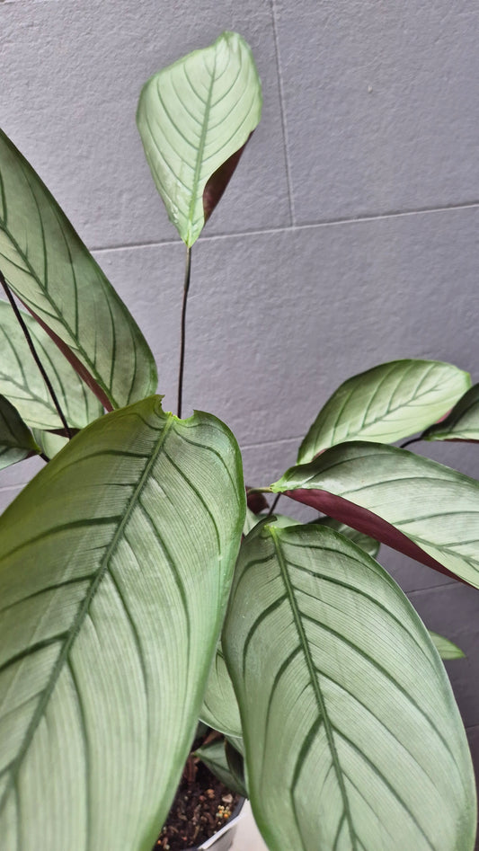 Ctenanthe setosa 'Grey Star'