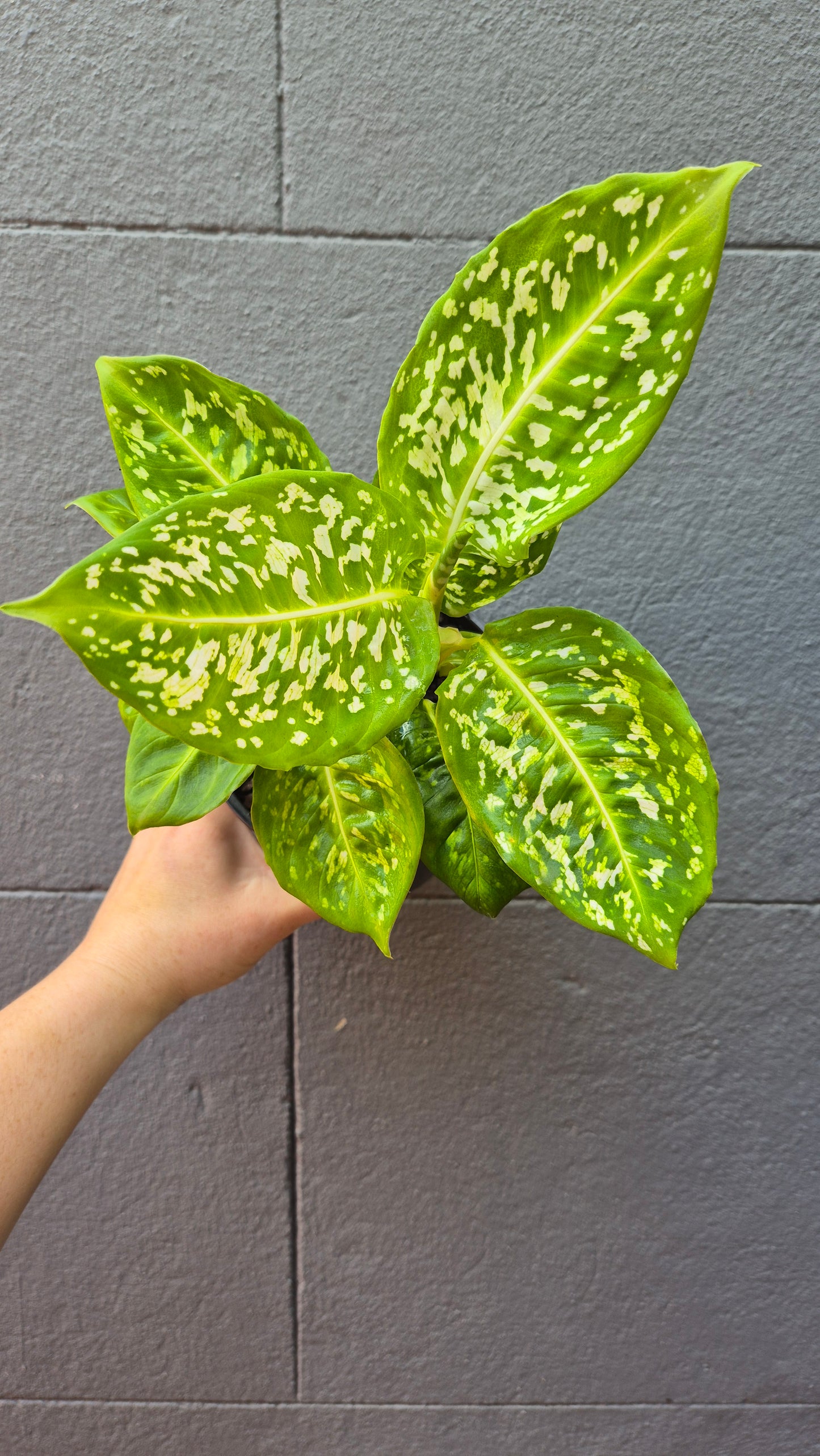 Dieffenbachia 'Reflector'