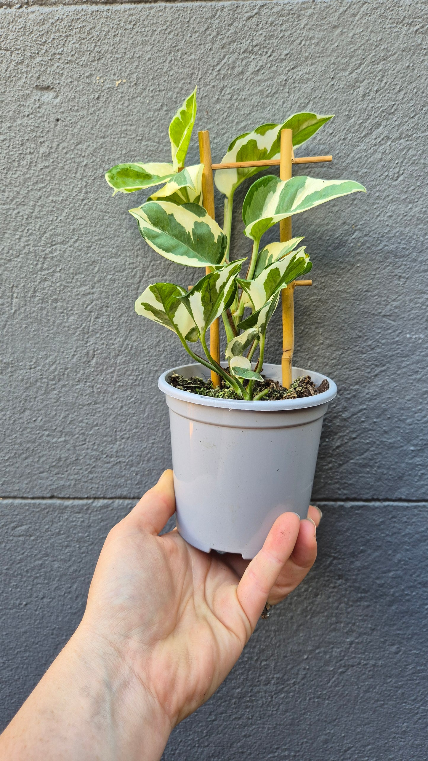 Epipremnum aureum 'Snow Queen'