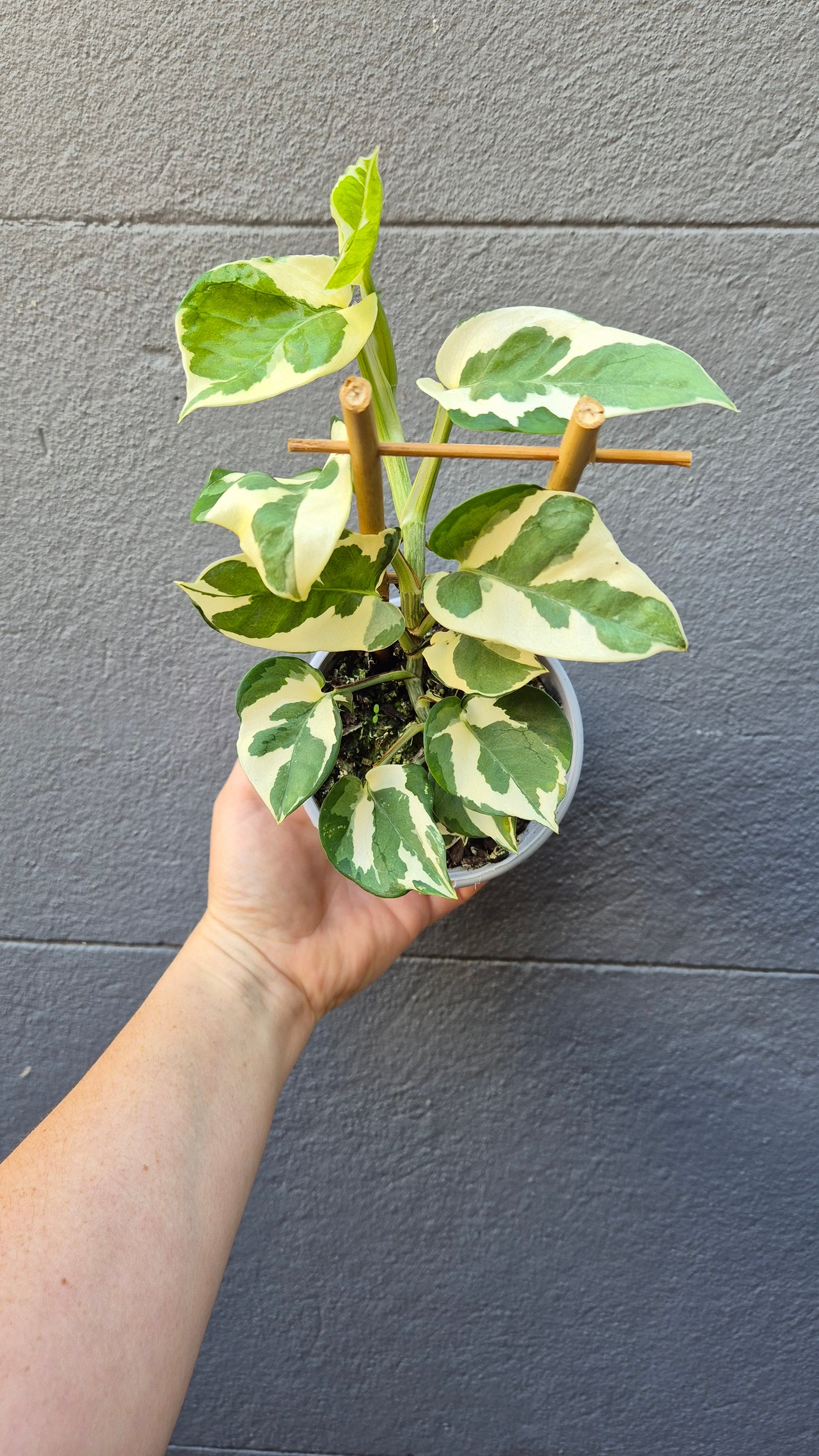 Epipremnum aureum 'Snow Queen'