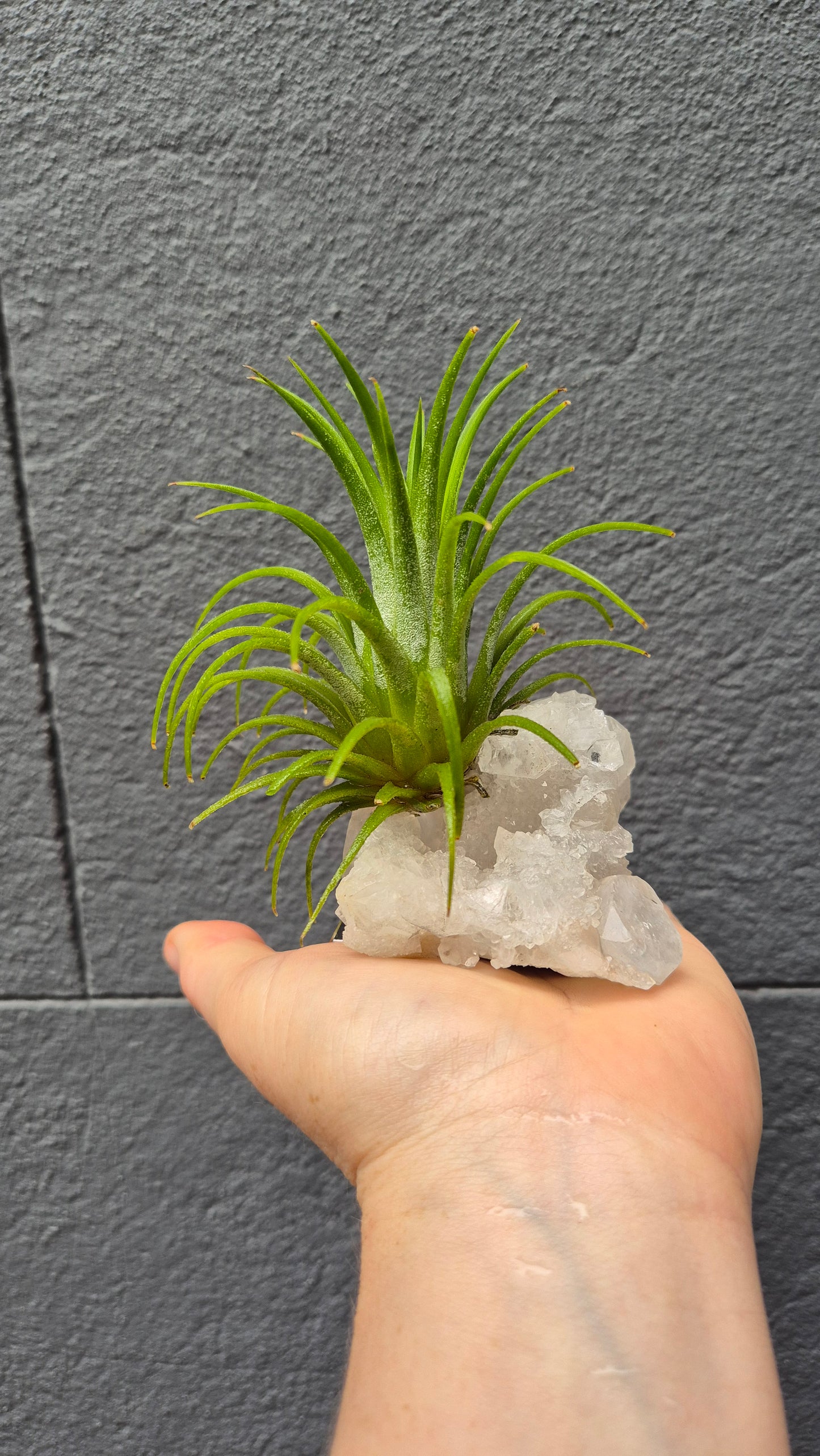 Tillandsia (Air Plant) on Crystal