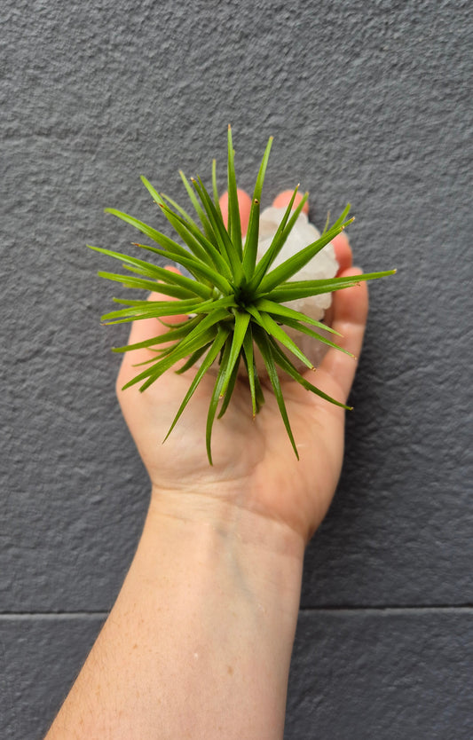 Tillandsia (Air Plant) on Crystal