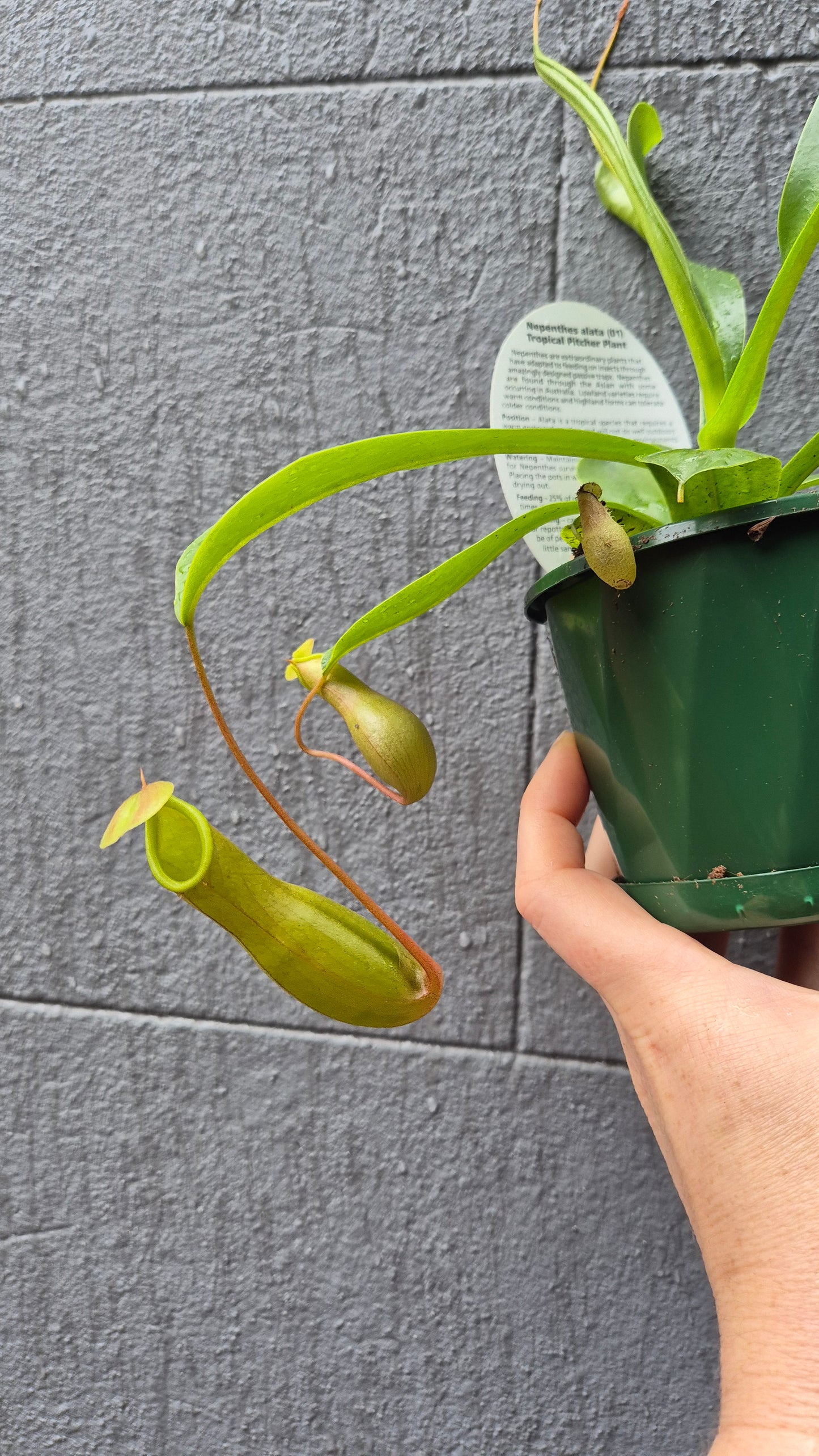 Nepenthes 'Pitcher Plant'