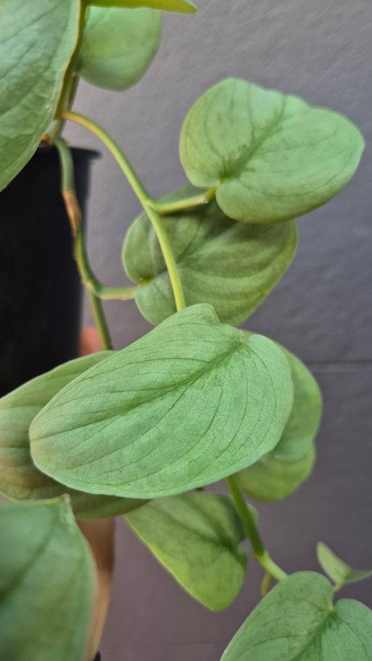 Scindapsus pictus 'Silver Hero'