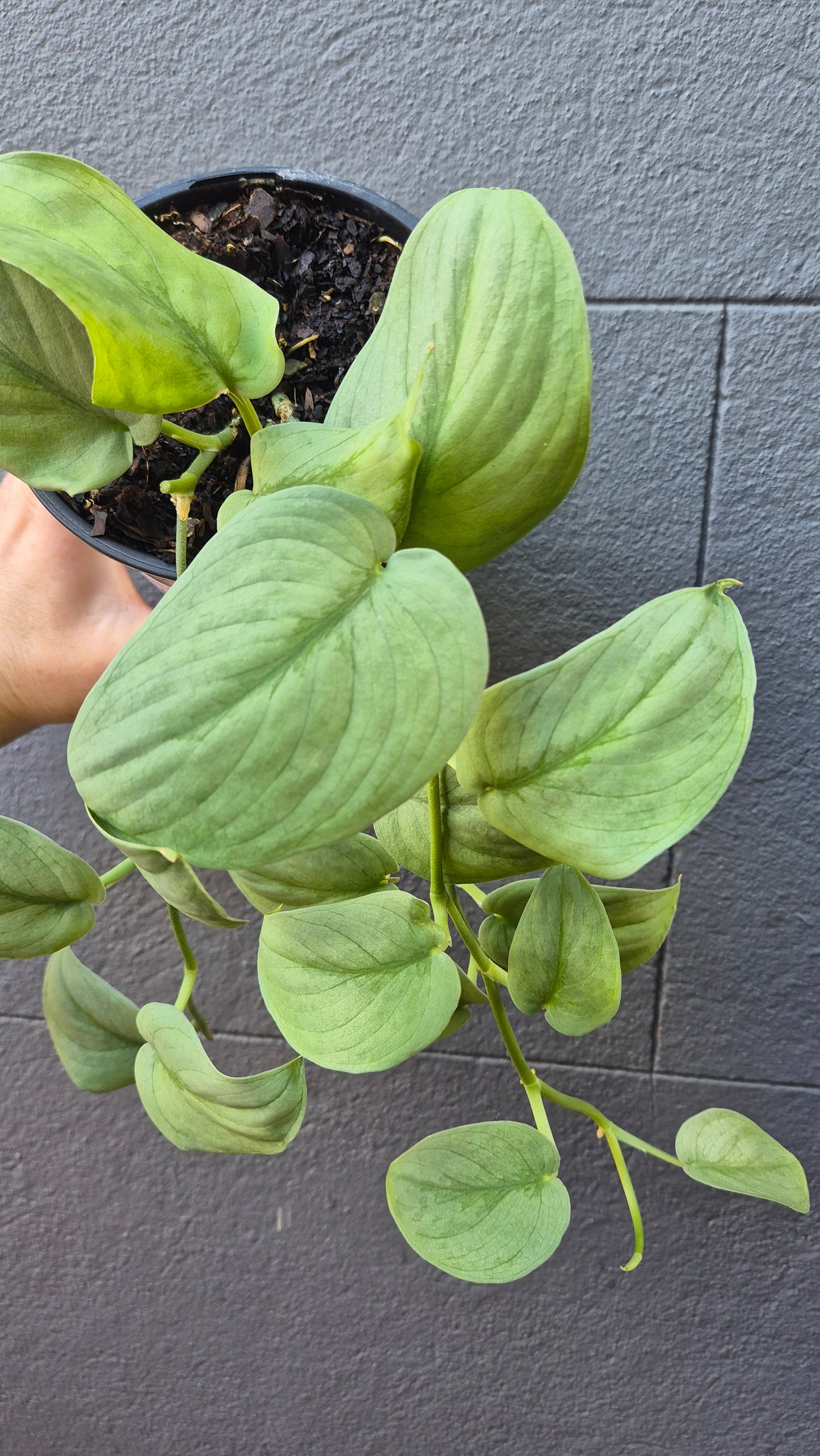 Scindapsus pictus 'Silver Hero'