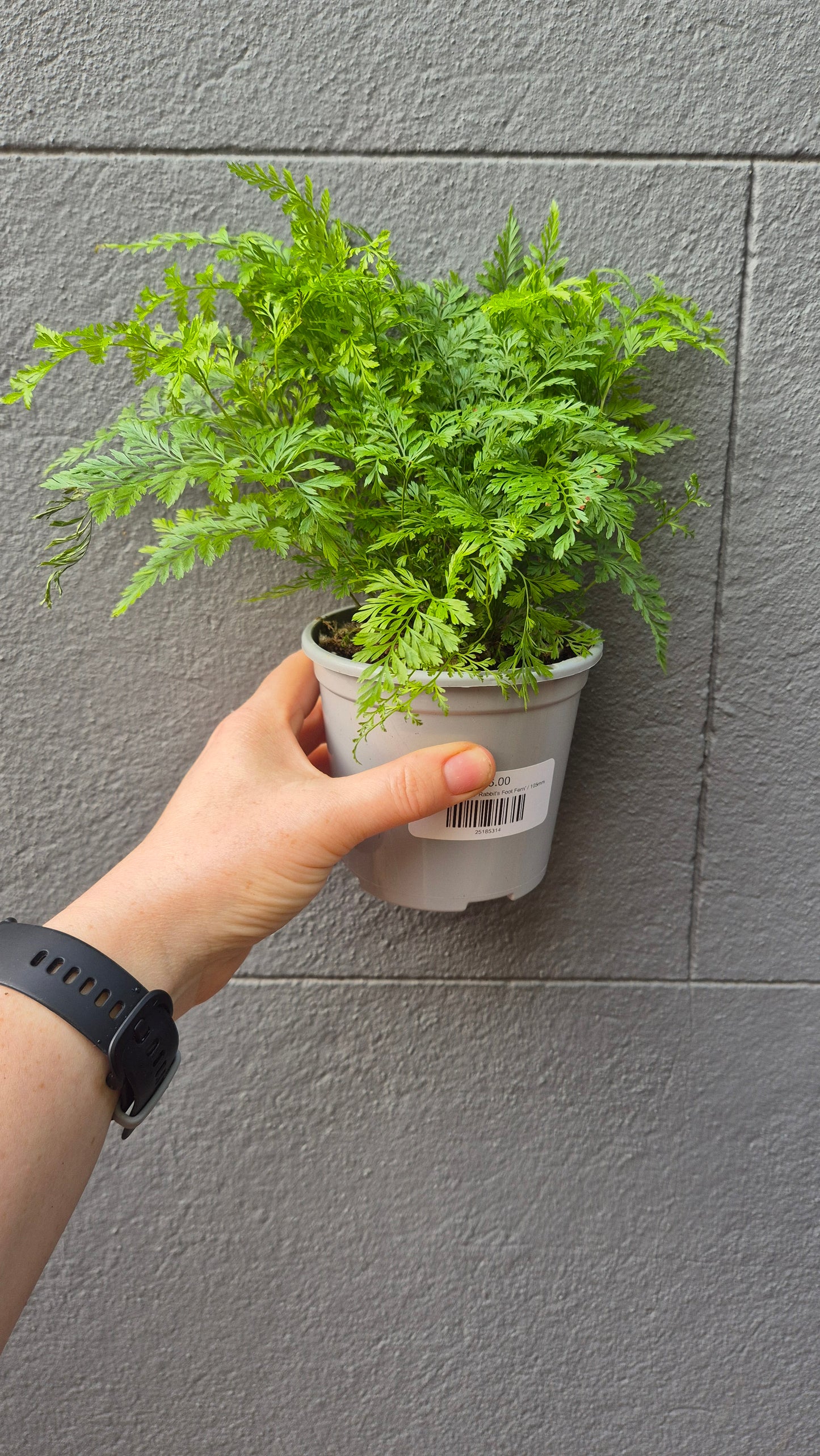 Davallia fejeensis 'Rabbit's Foot Fern'