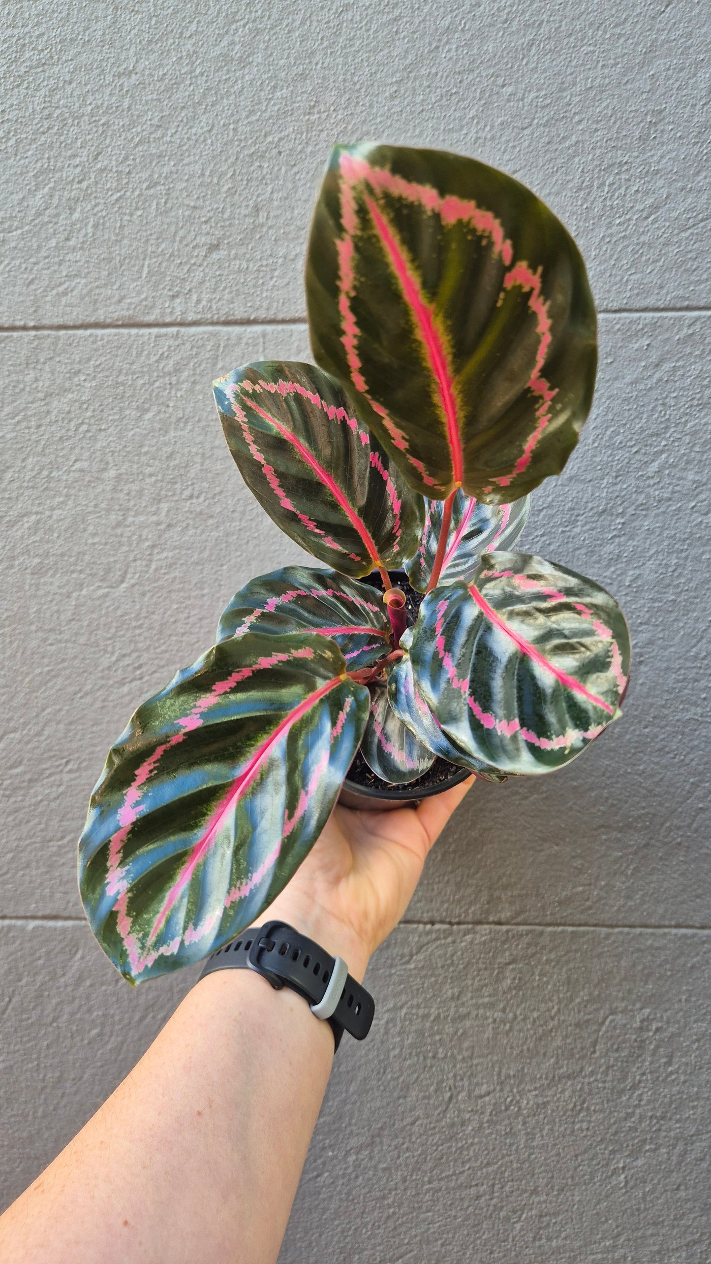 Calathea illustris