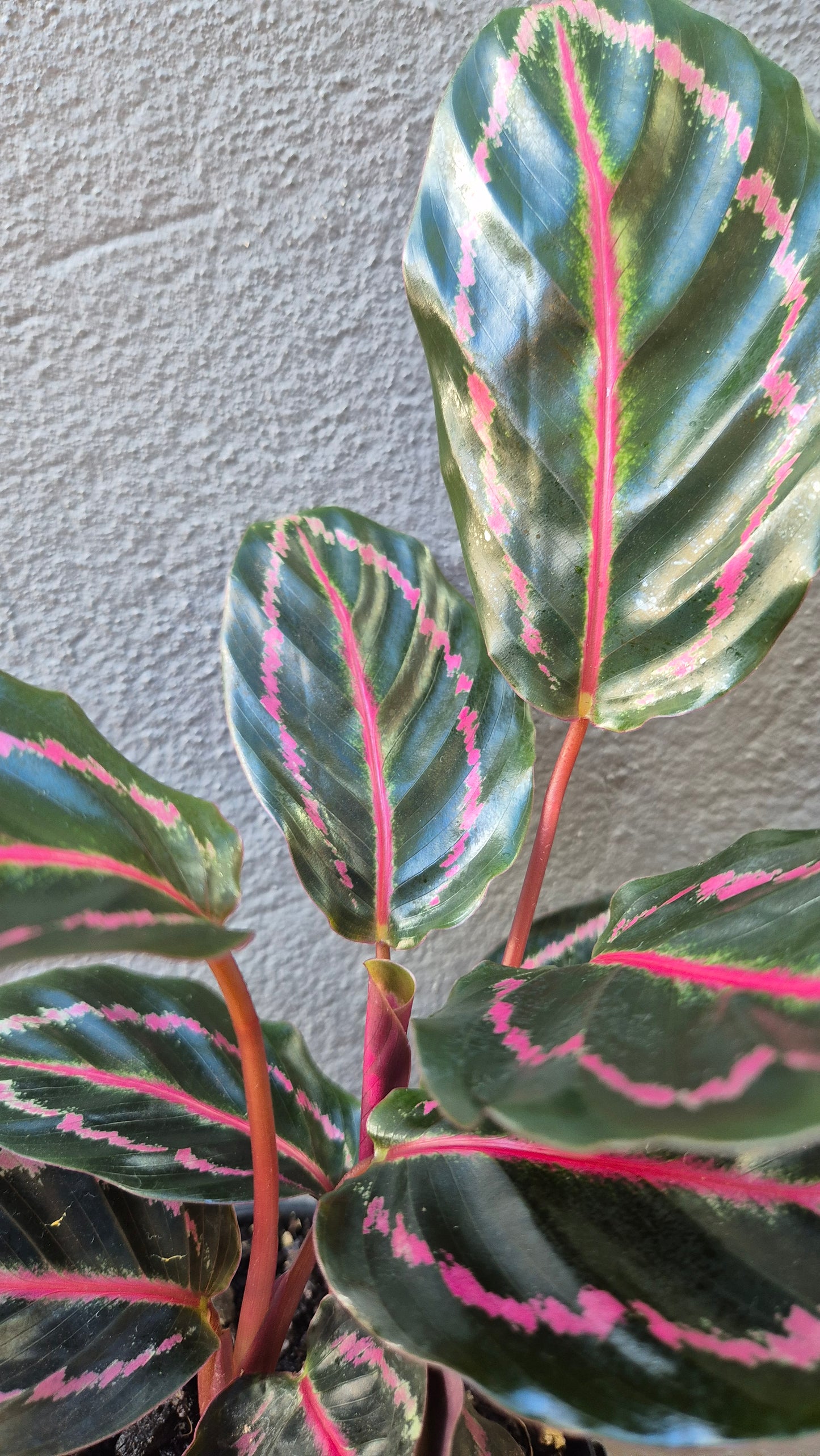 Calathea illustris