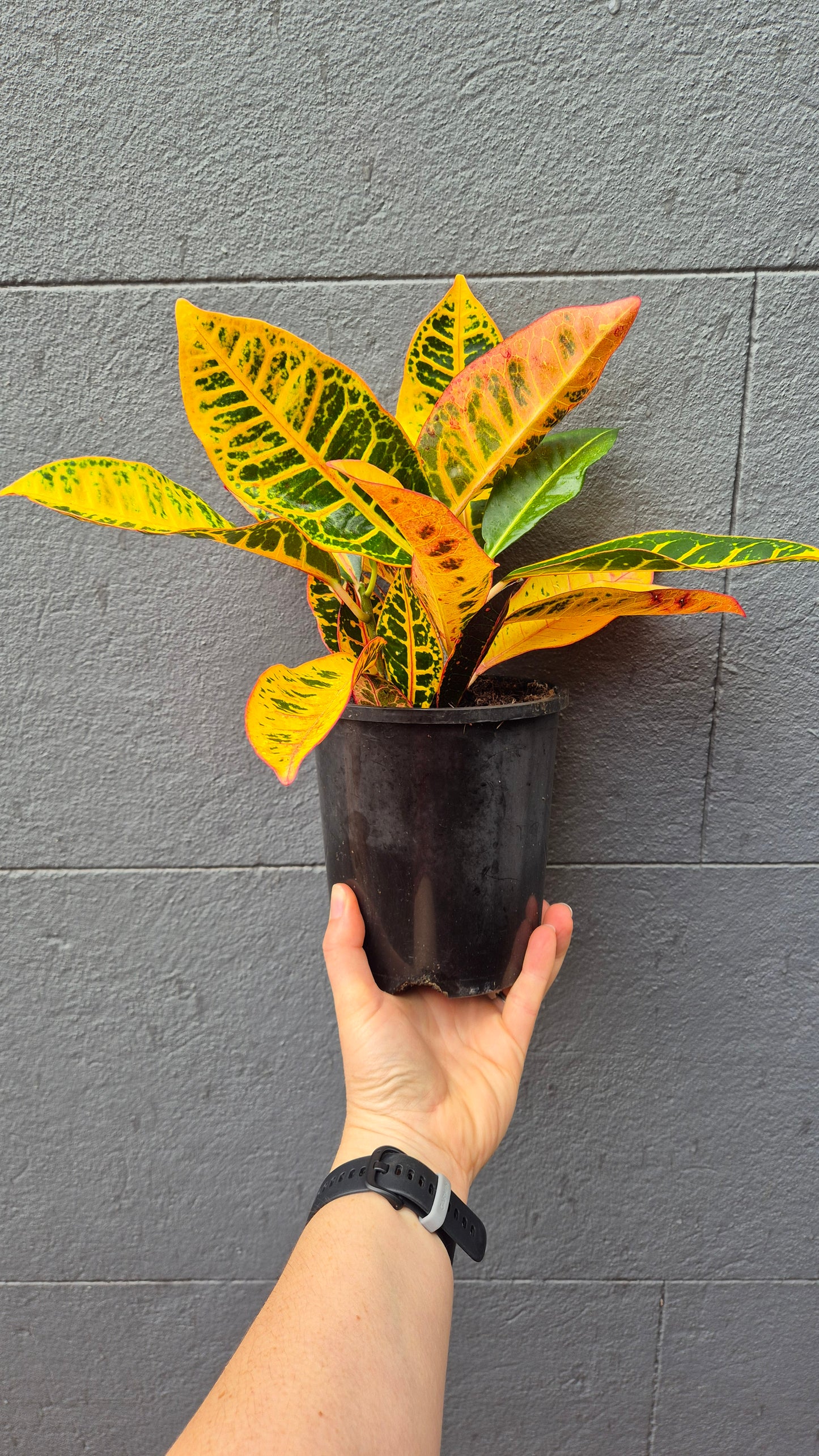 Codiaeum (Croton) 'Petra'