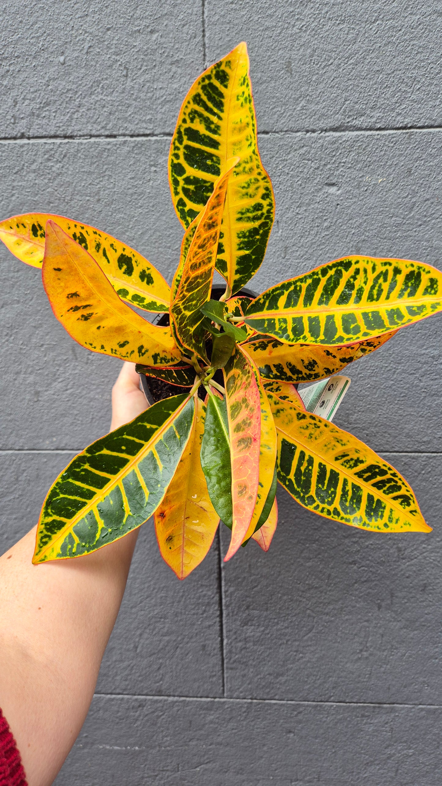 Codiaeum (Croton) 'Petra'