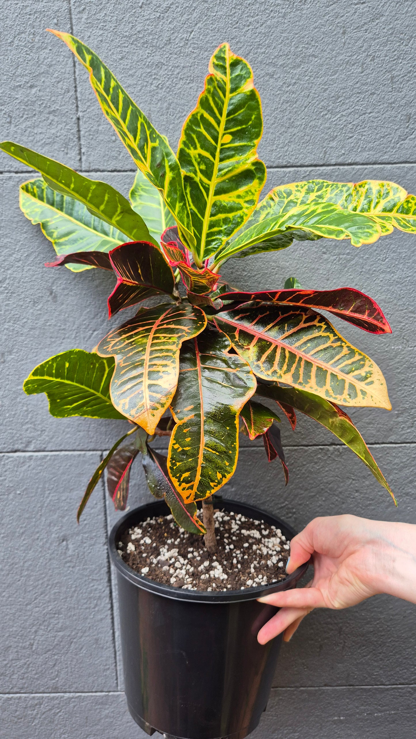 Codiaeum (Croton) 'Petra'