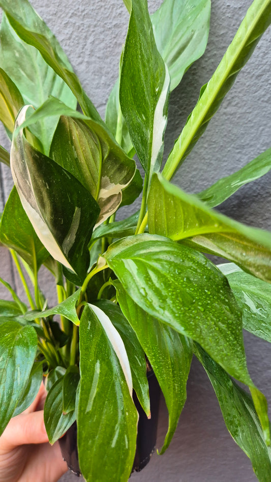 Spathiphyllum Peace Lily 'Jet Diamond'