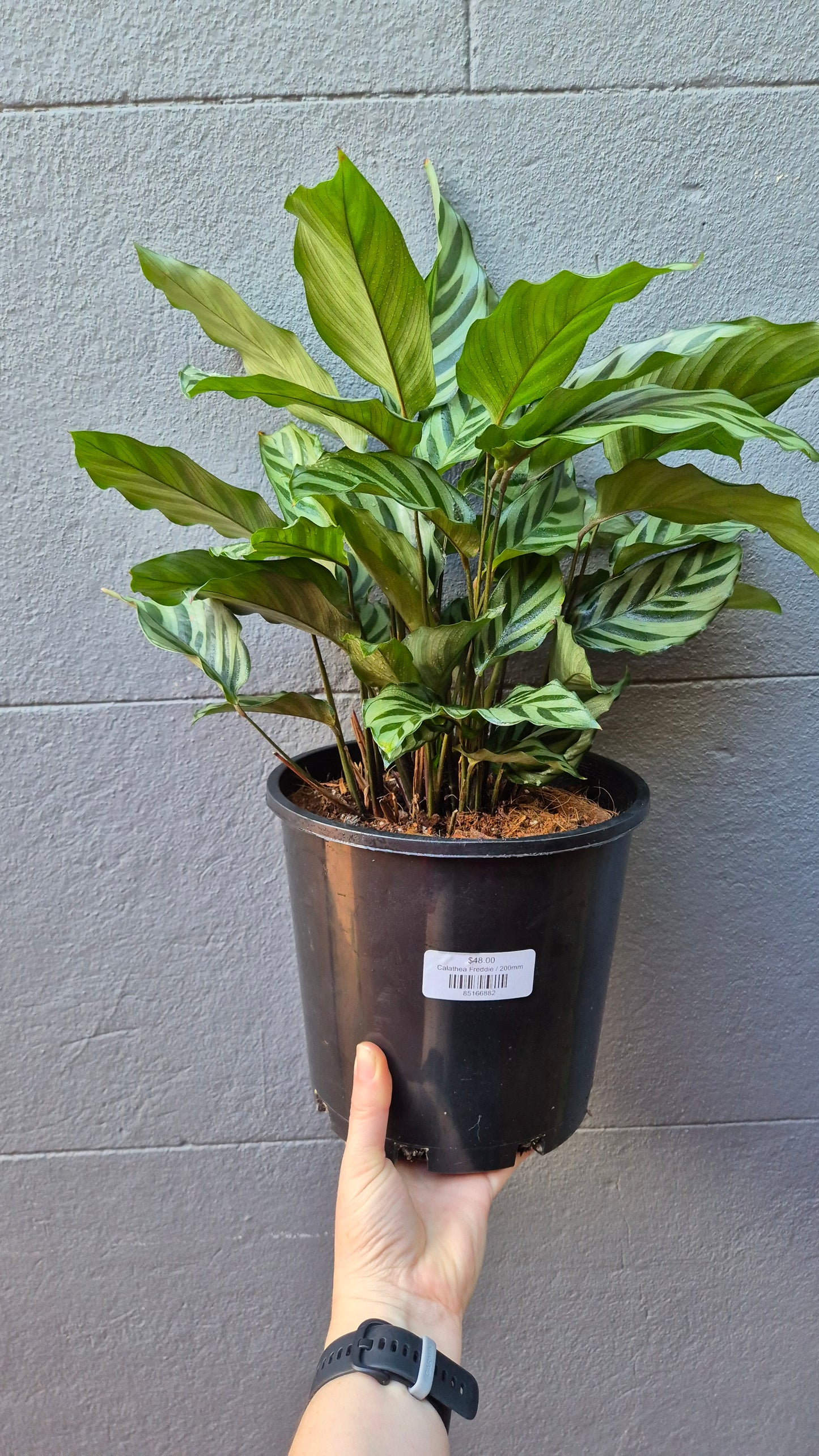 Calathea 'Freddy'