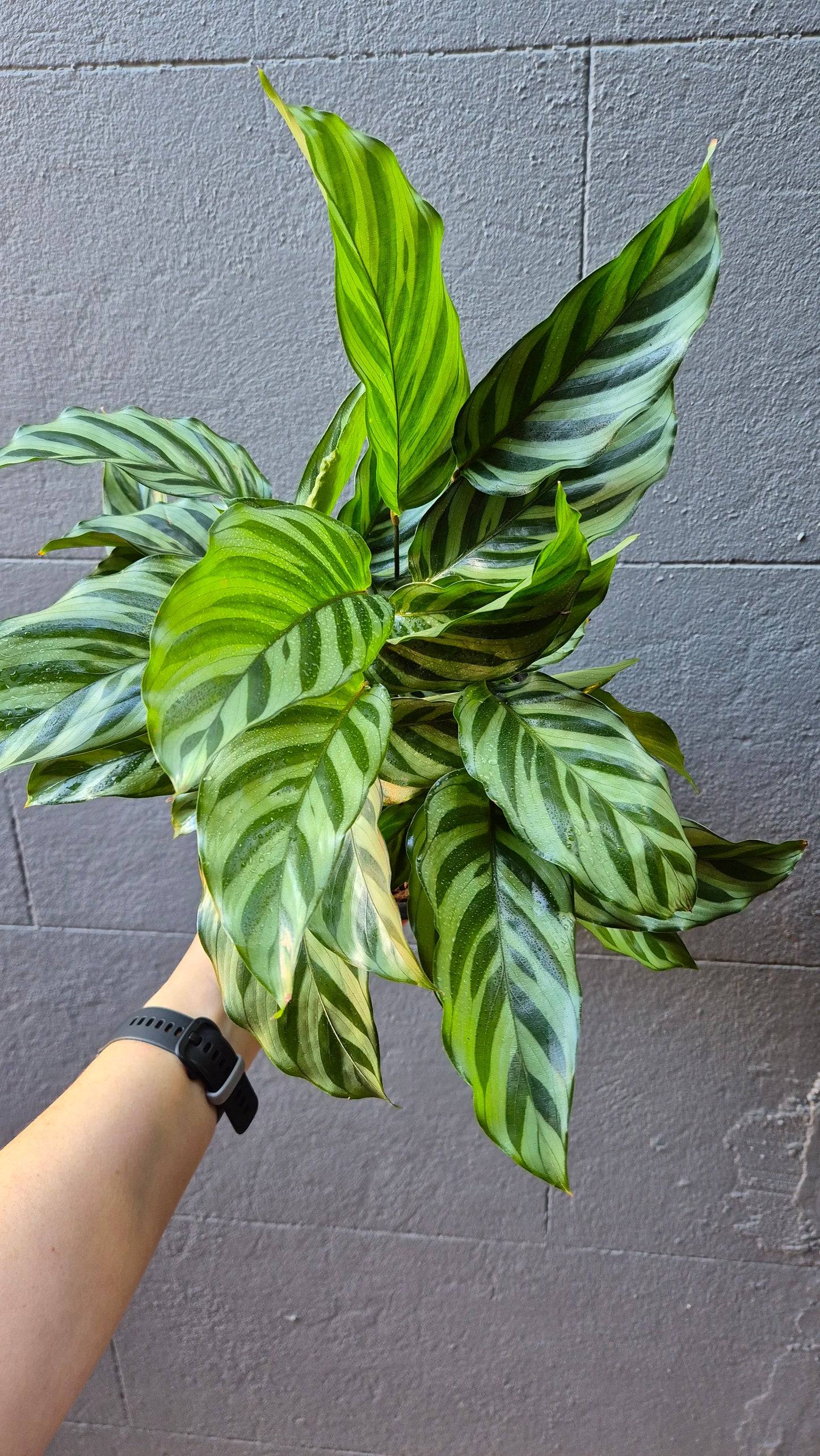 Calathea 'Freddy'