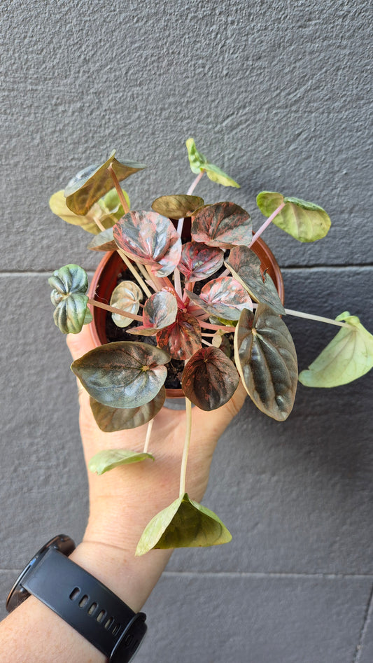 Peperomia caperata ‘Pink Lady’