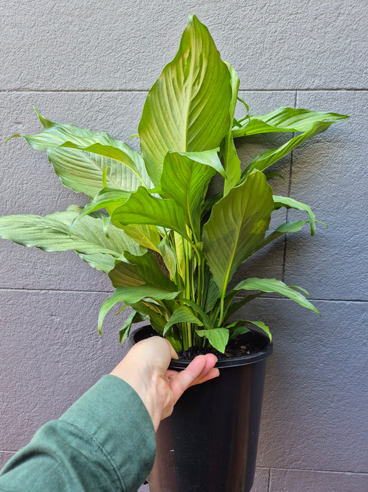 Spathiphyllum Platinum Mist 'Peace Lily'