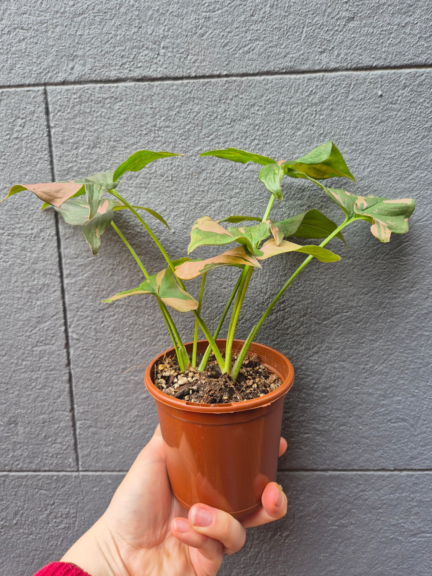 Syngonium 'Pink Passion'