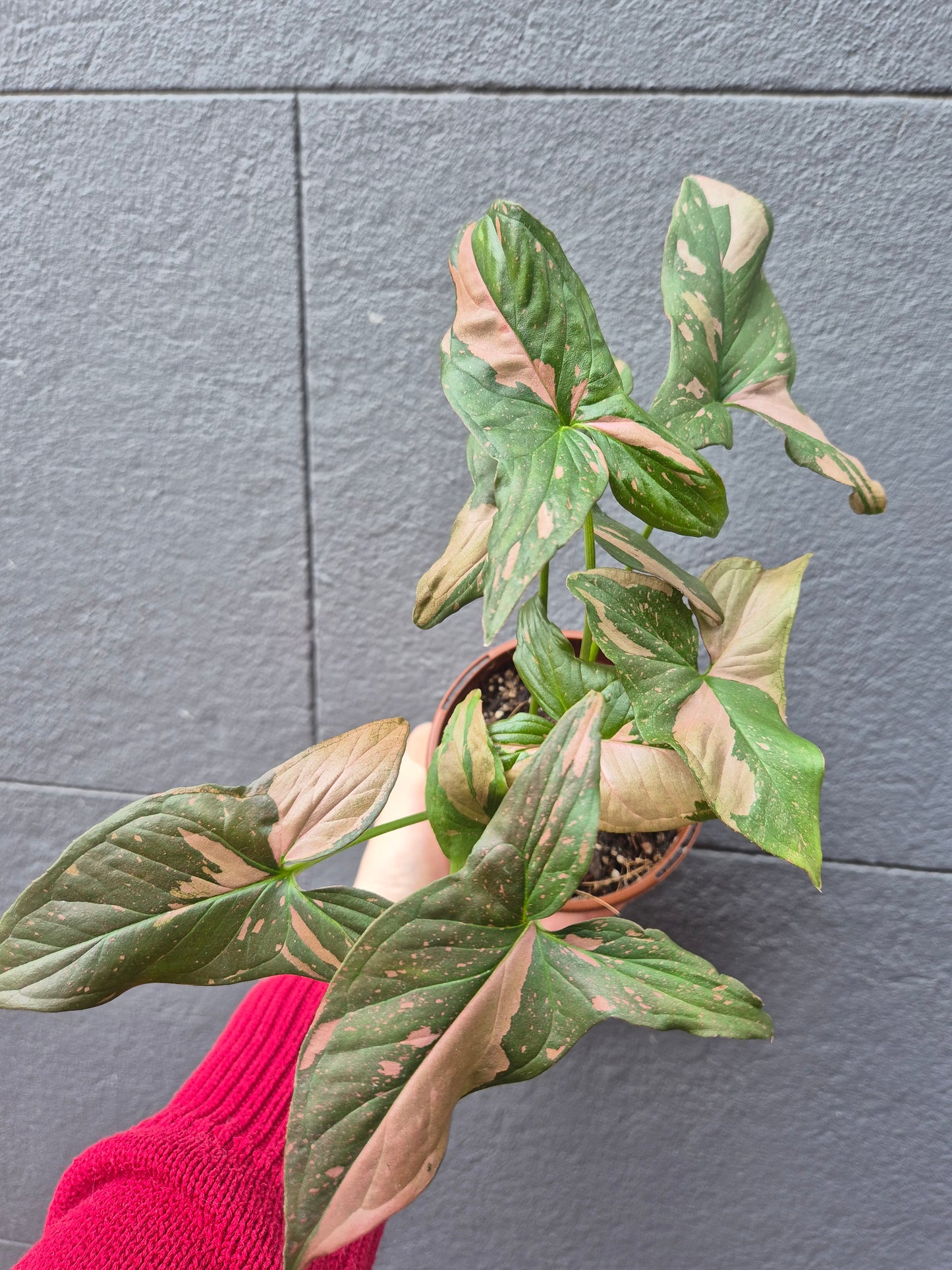 Syngonium 'Pink Passion'