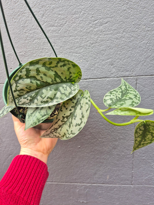 Scindapsus pictus 'Silver Lady'