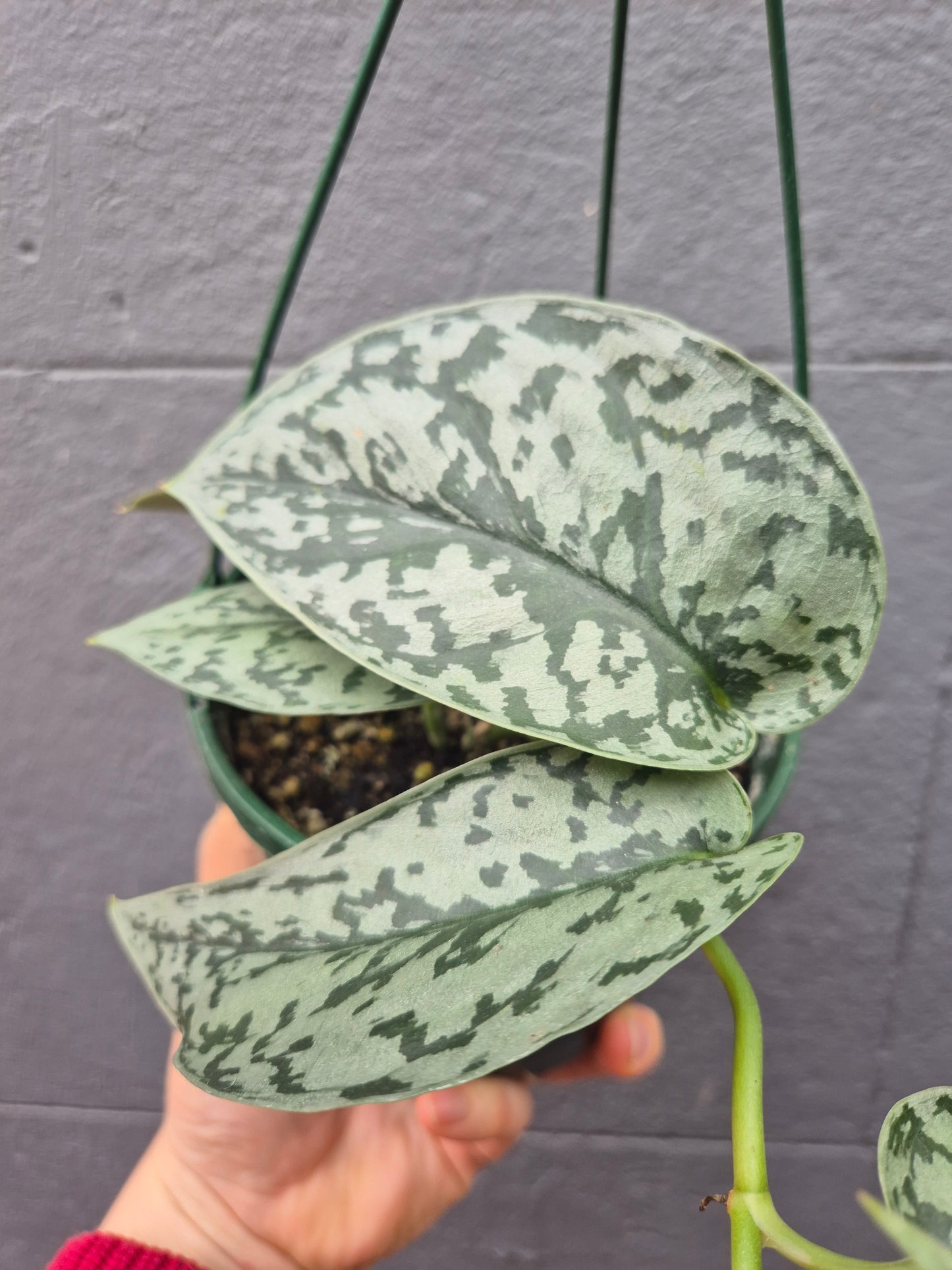 Scindapsus pictus 'Silver Lady'