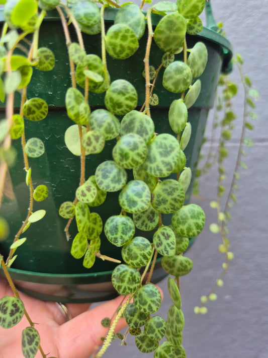 Peperomia prostrata 'String of Turtles'