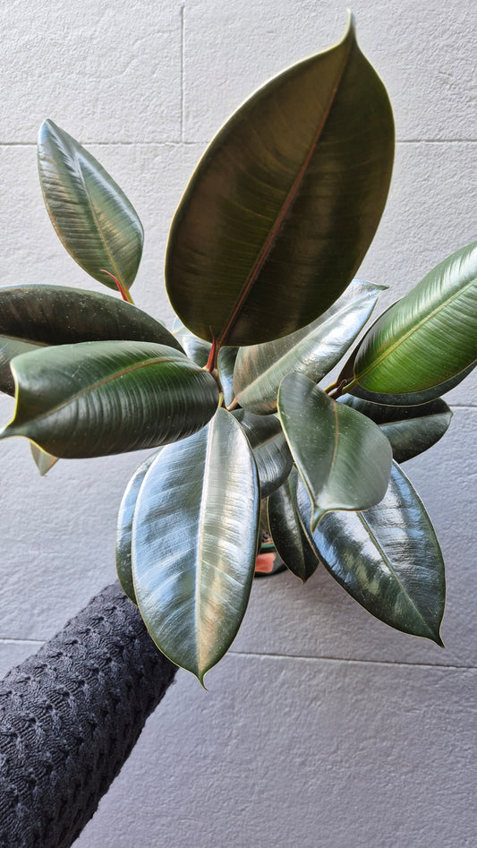 Ficus elastica 'Burgundy'