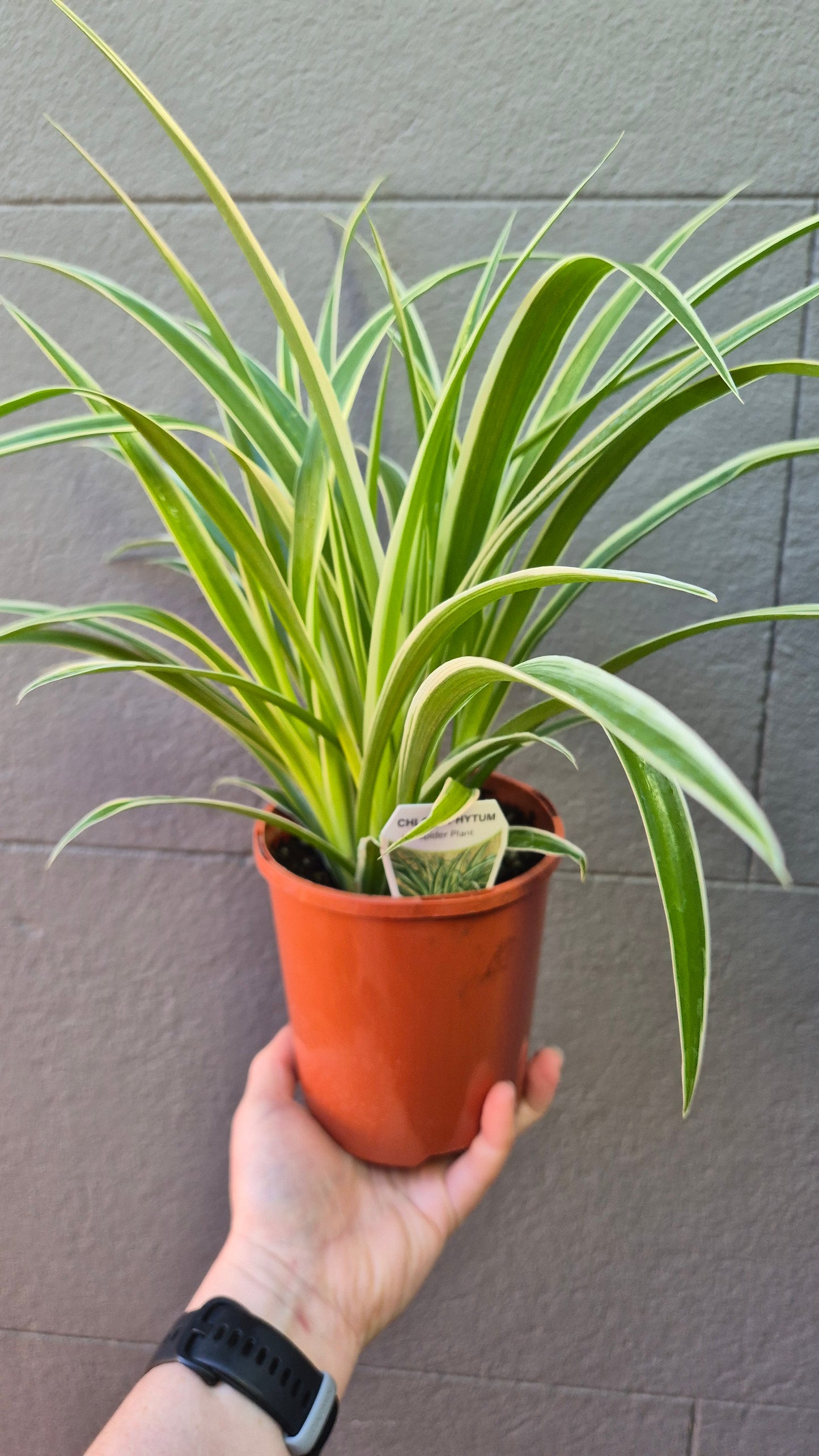 Chlorophytum 'Spider Plant'
