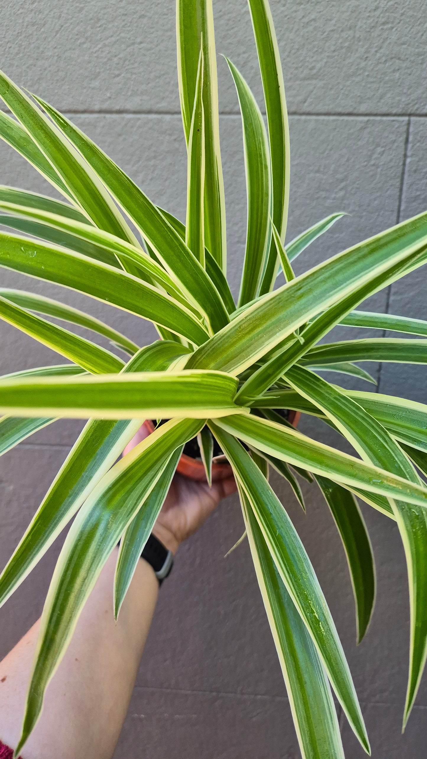 Chlorophytum 'Spider Plant'