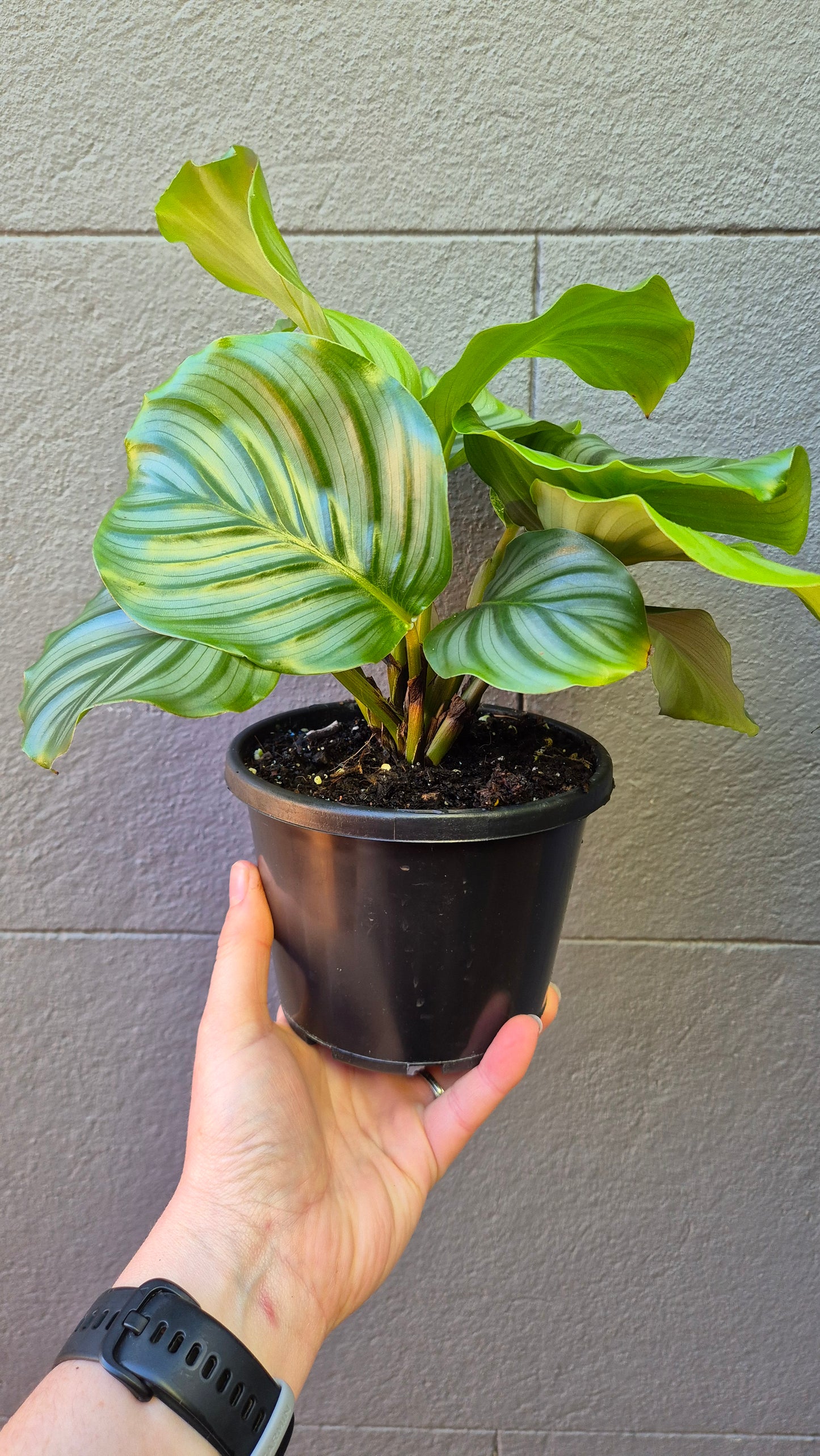 Calathea orbifolia