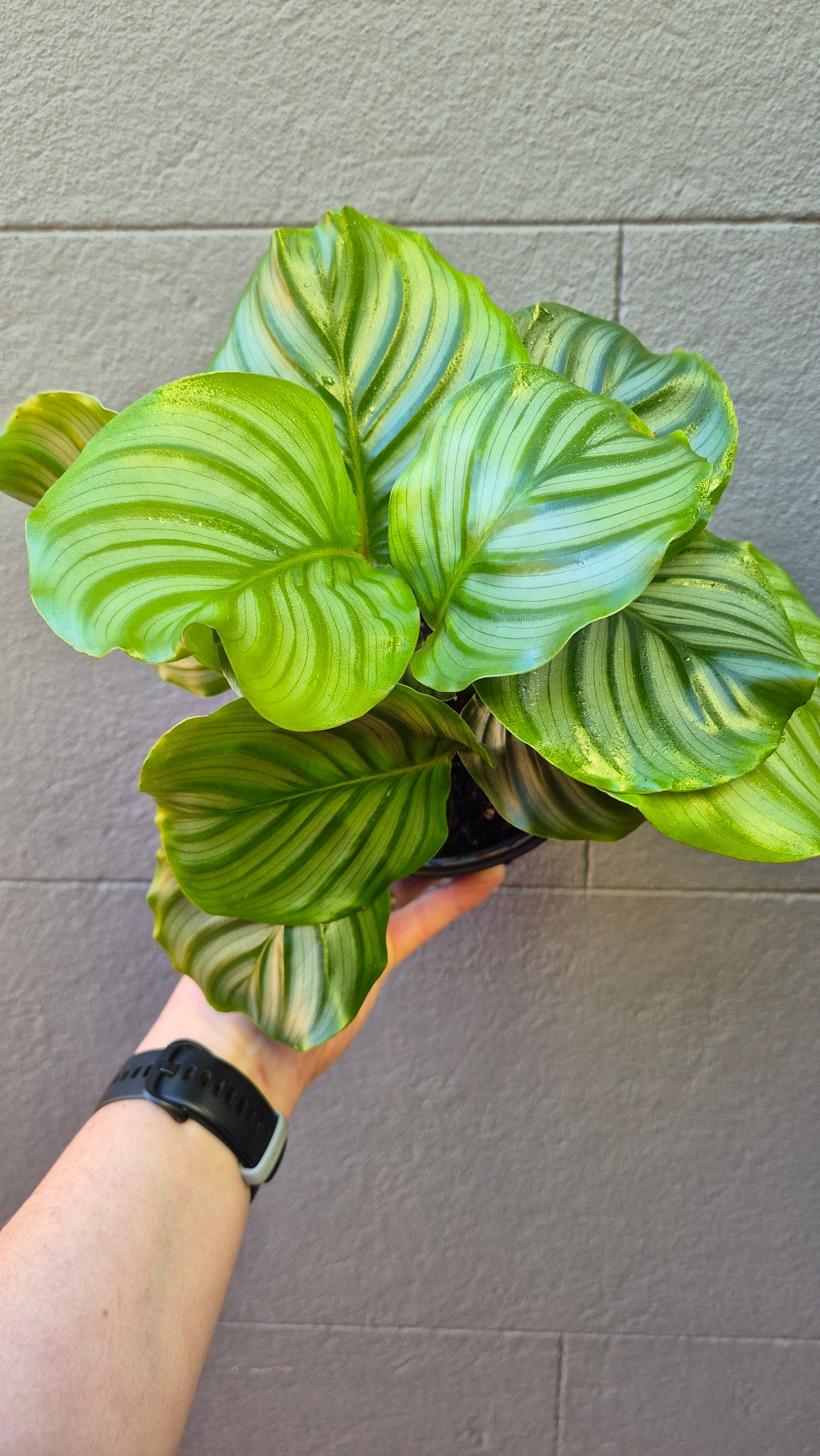 Calathea orbifolia