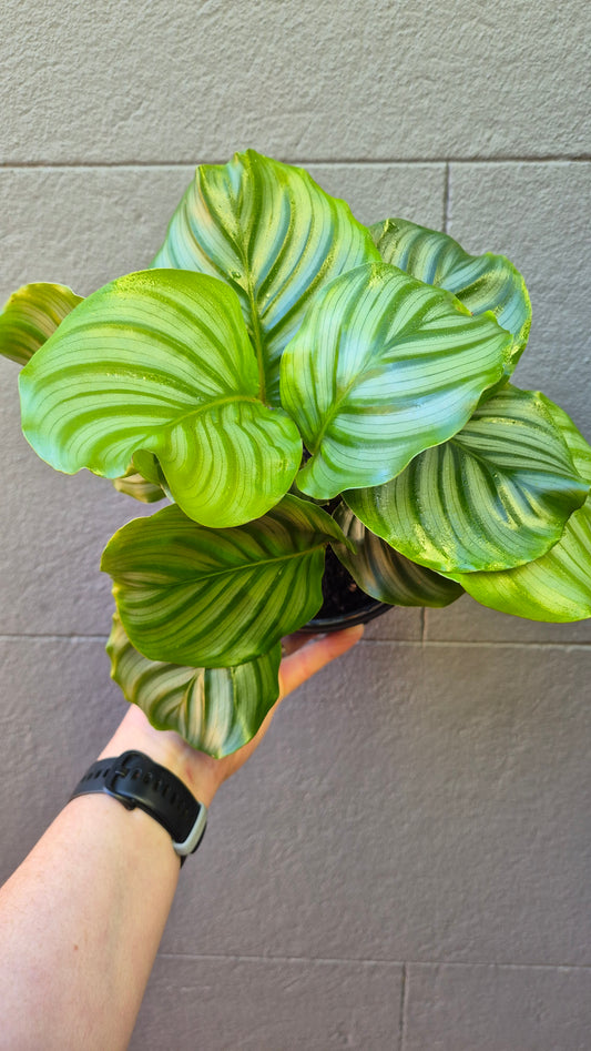 Calathea orbifolia