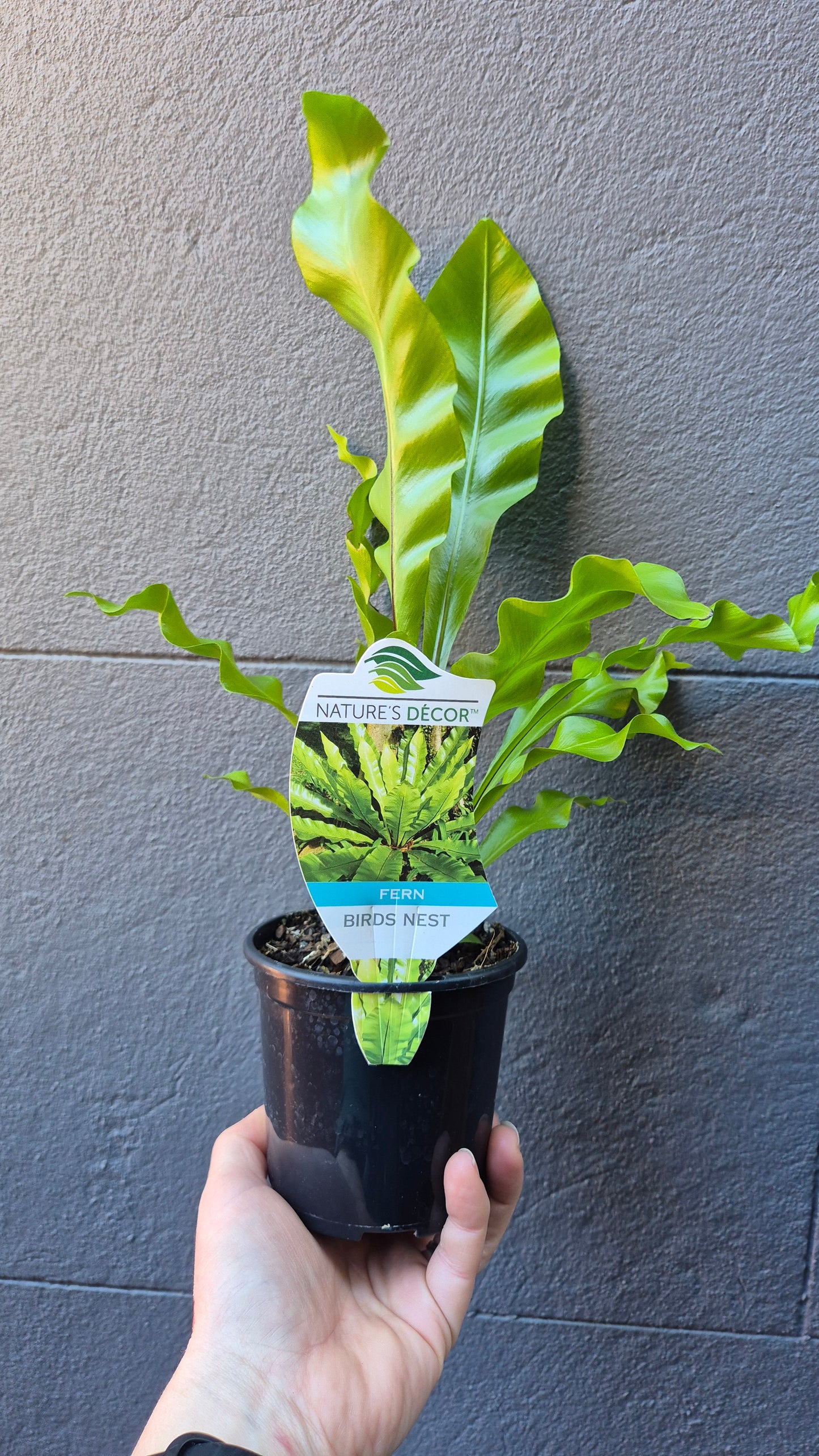 Asplenium australasicum 'Birds Nest Fern'