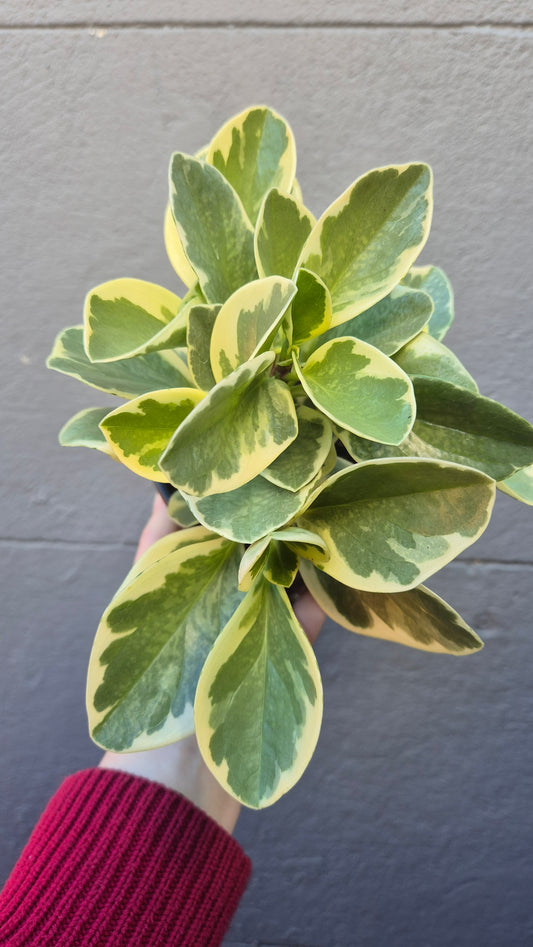 Peperomia obtusifolia 'variegated'