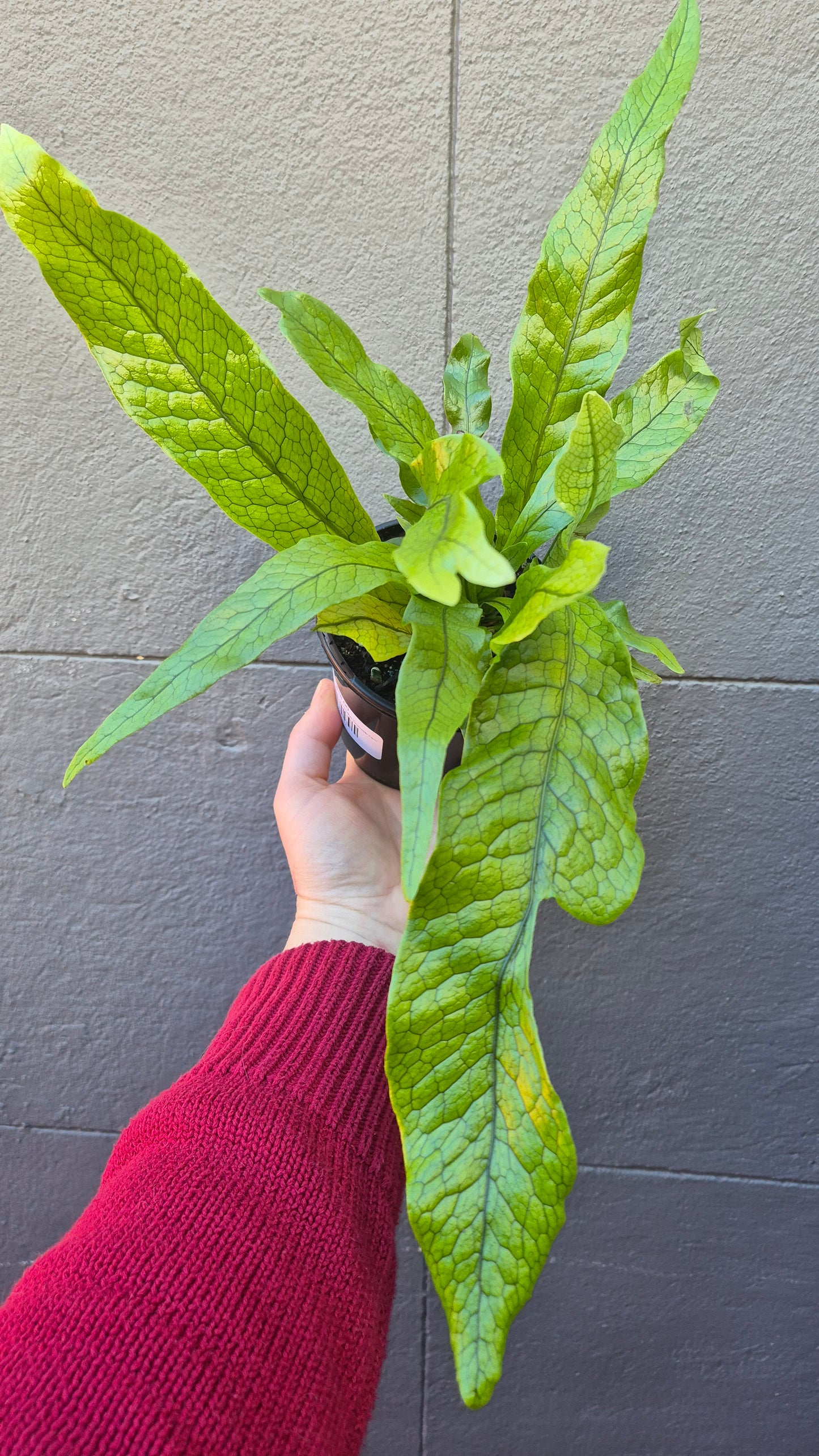 Microsorum musifolium crocodyllus 'Crocodile Fern'