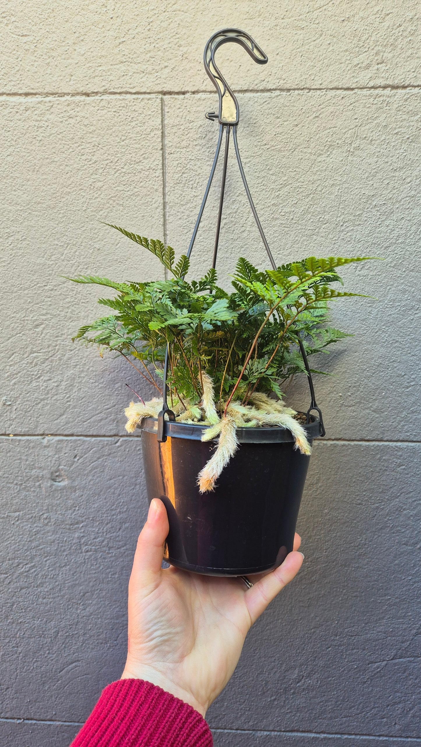 Humata tyermanni 'Rabbit's Foot Fern White'