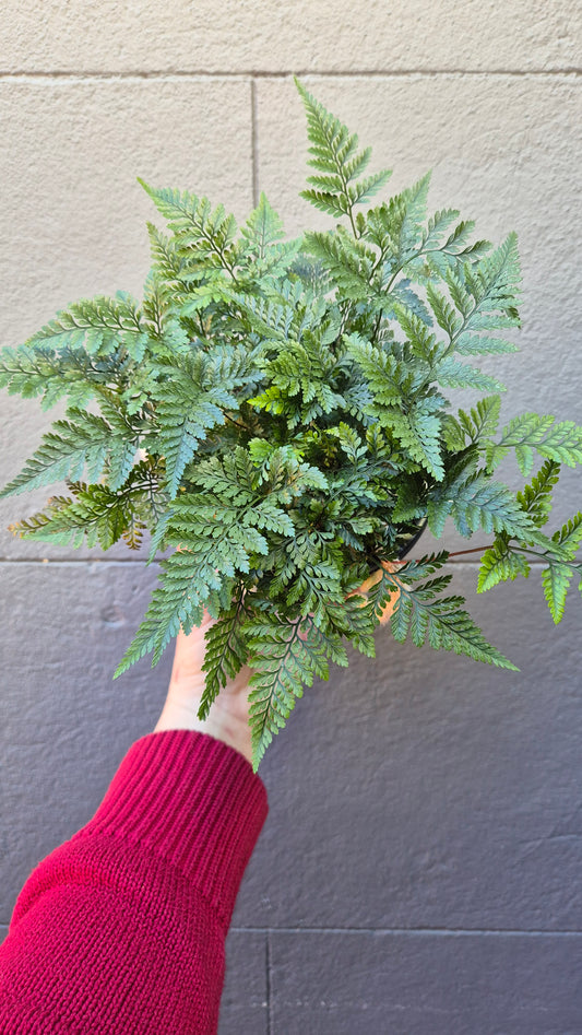 Humata tyermanni 'Rabbit's Foot Fern White'
