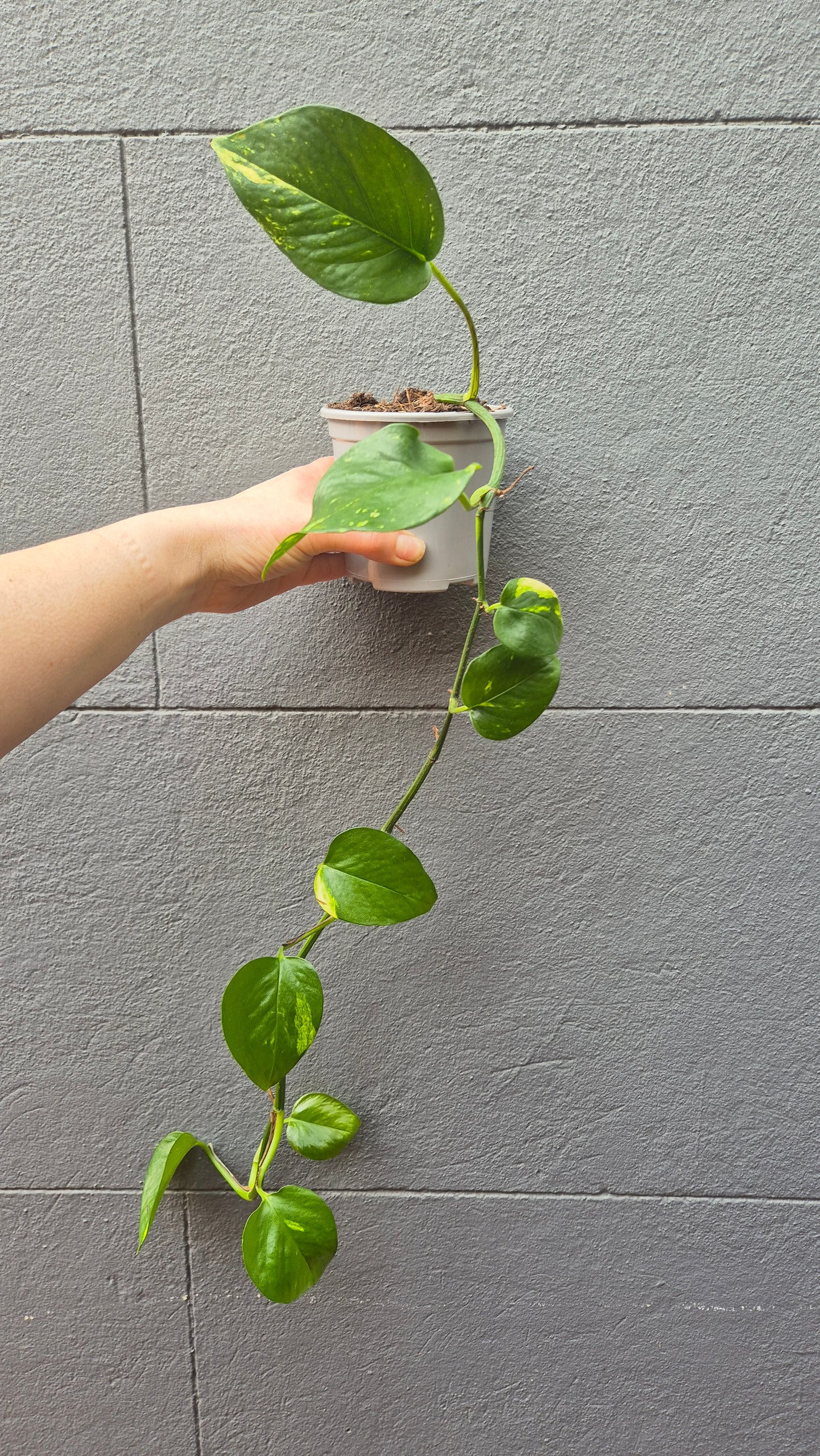 Epipremnum aureum 'Devil's Ivy'