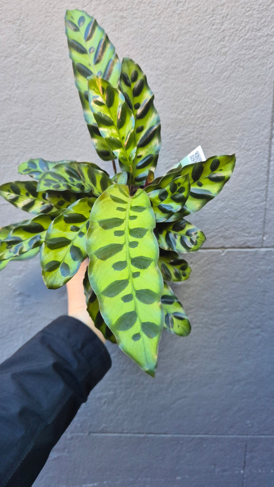 Calathea 'Insignis'