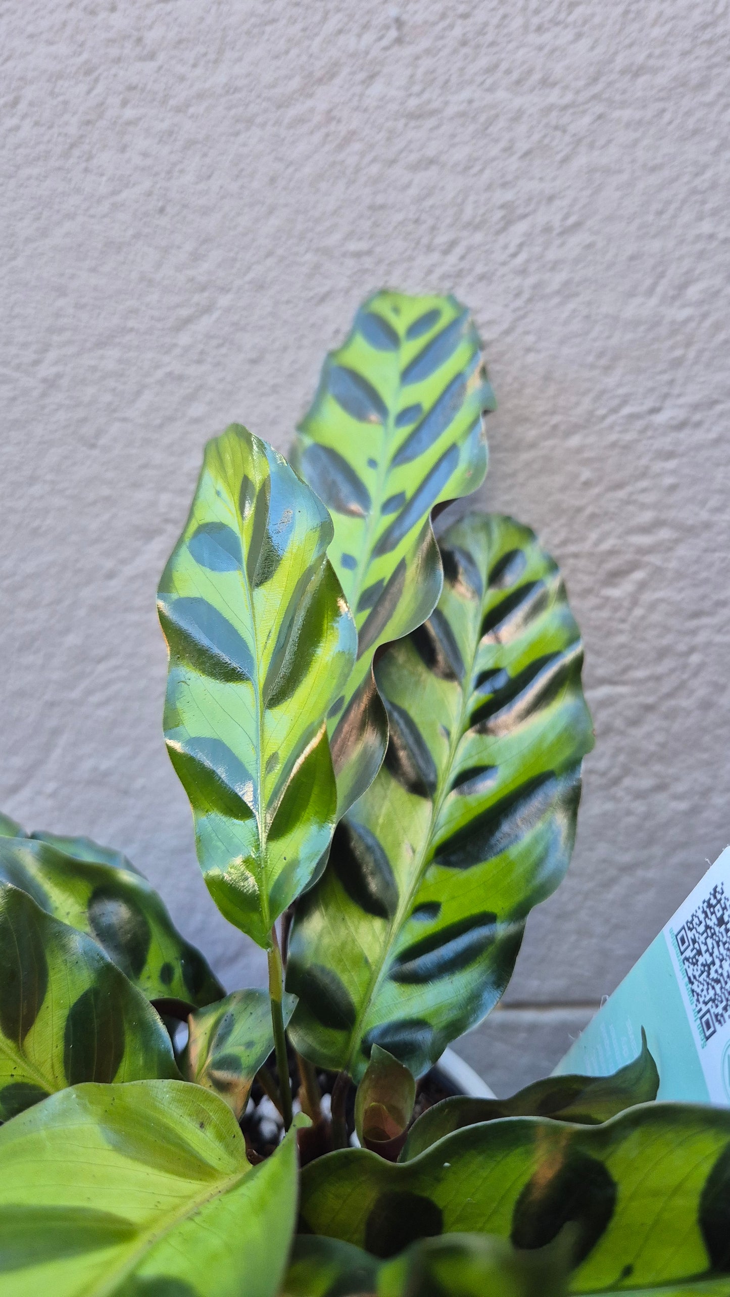 Calathea 'Insignis'
