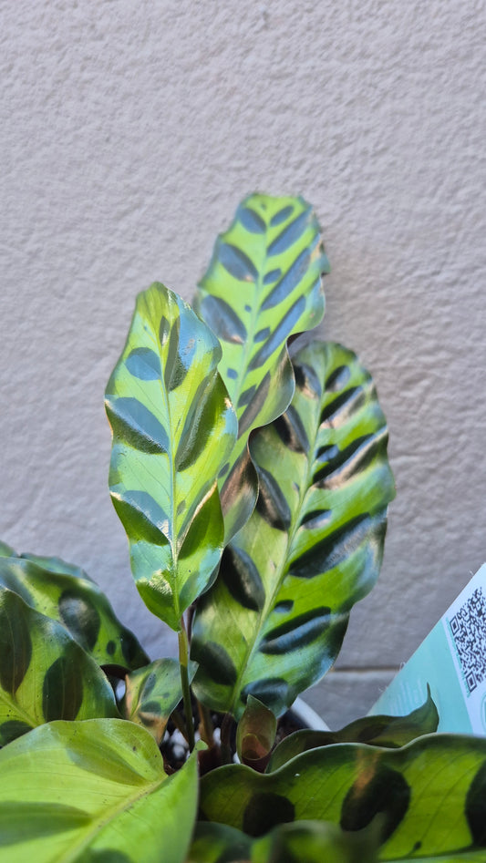 Calathea 'Insignis'