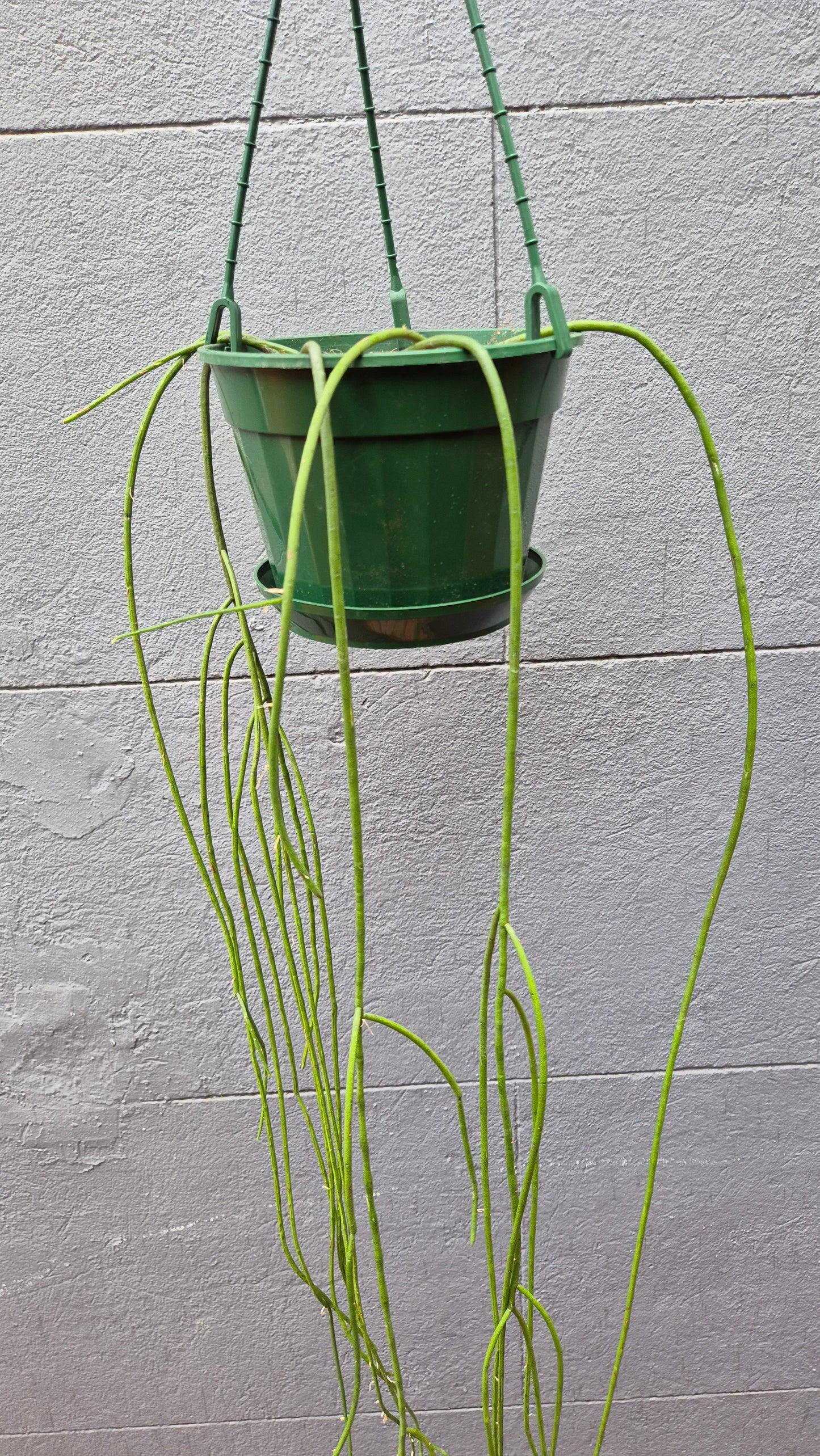 Rhipsalis baccifera