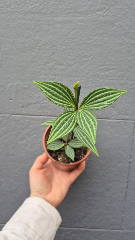 Peperomia puteolata 'Parallel Peperomia'