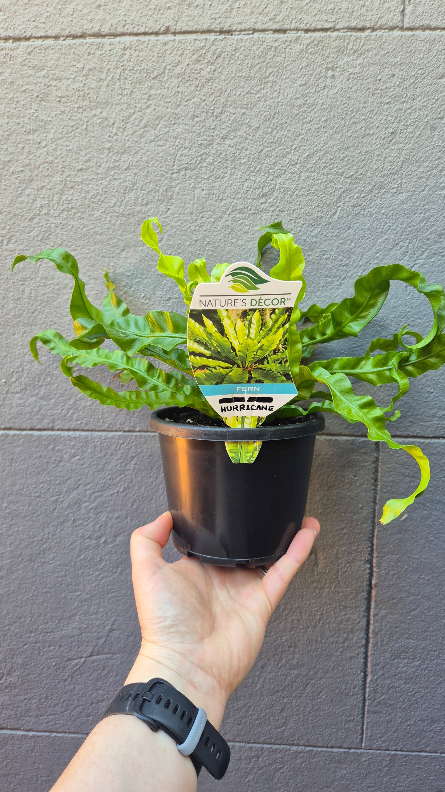 Asplenium antiquum 'Hurricane'
