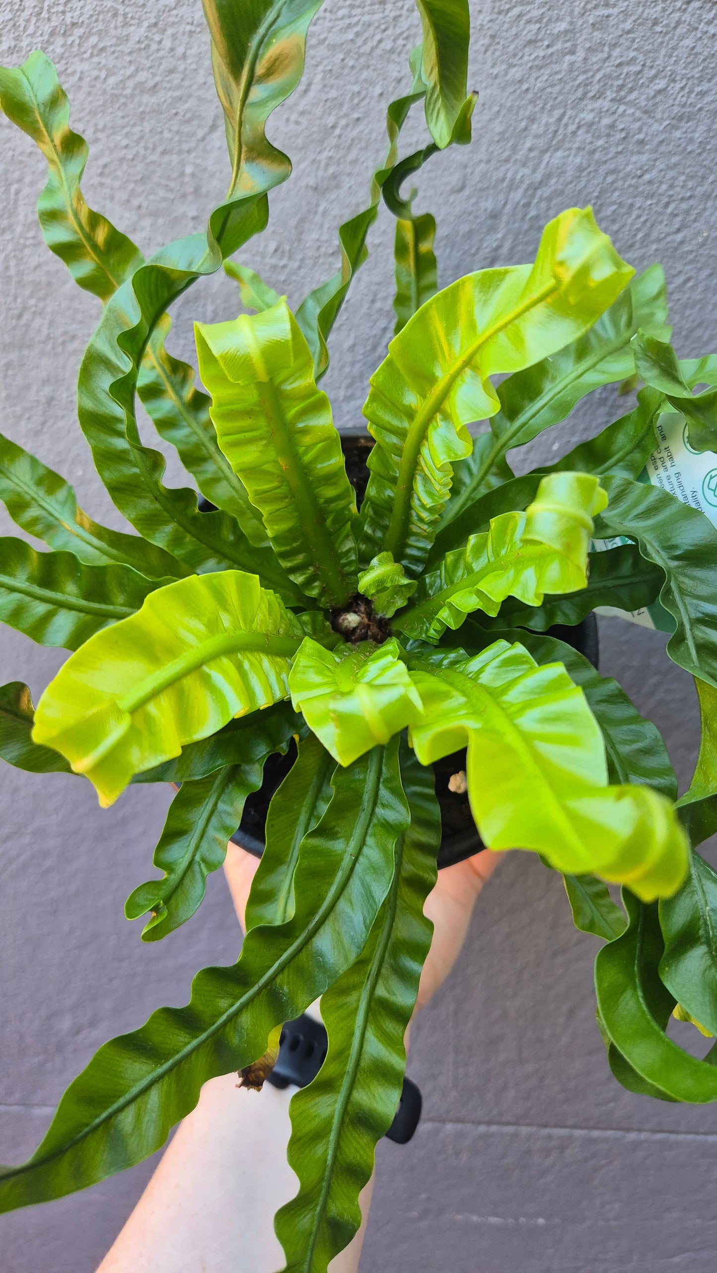 Asplenium antiquum 'Hurricane'