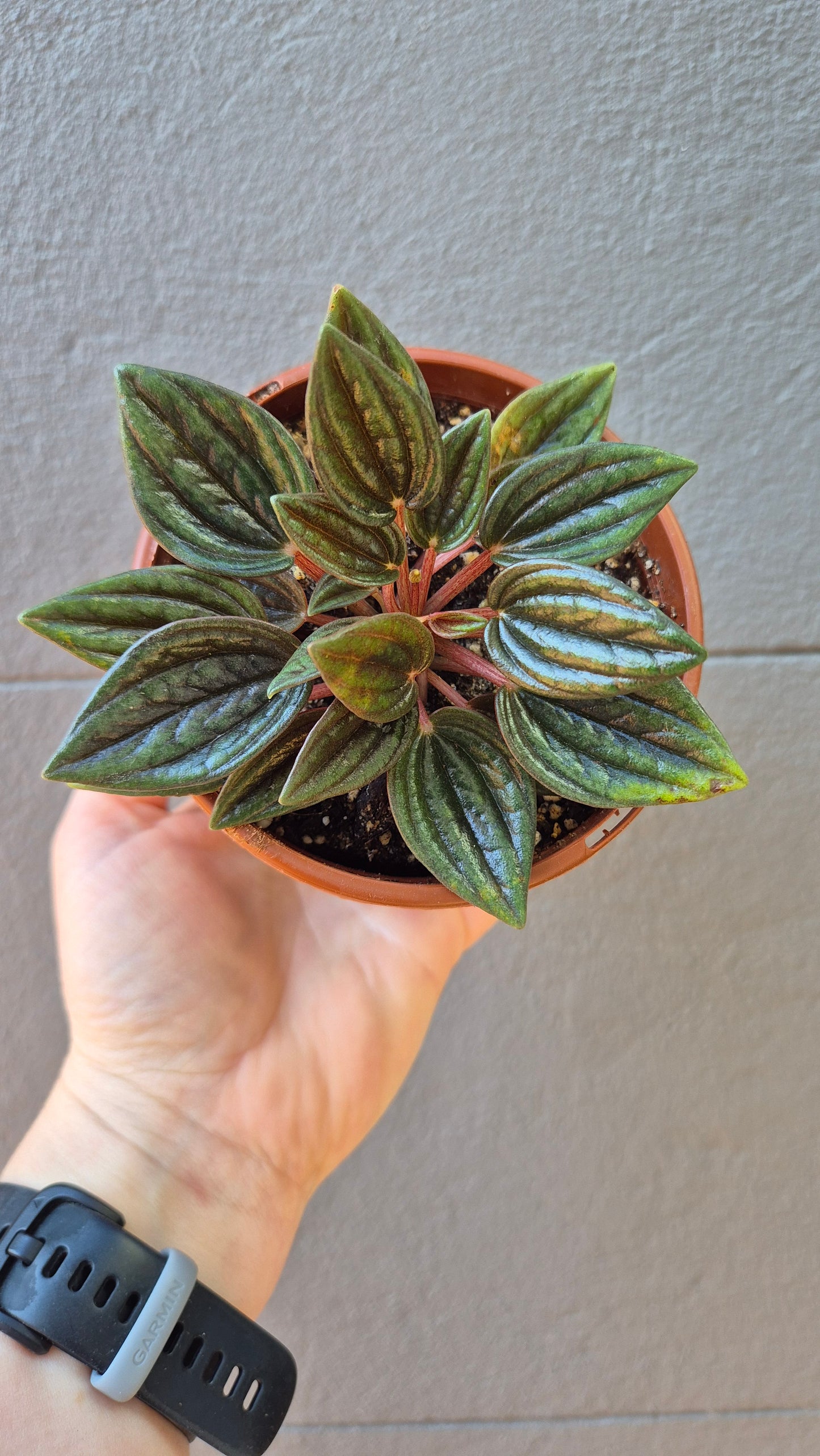 Peperomia caperata ‘Rosso’