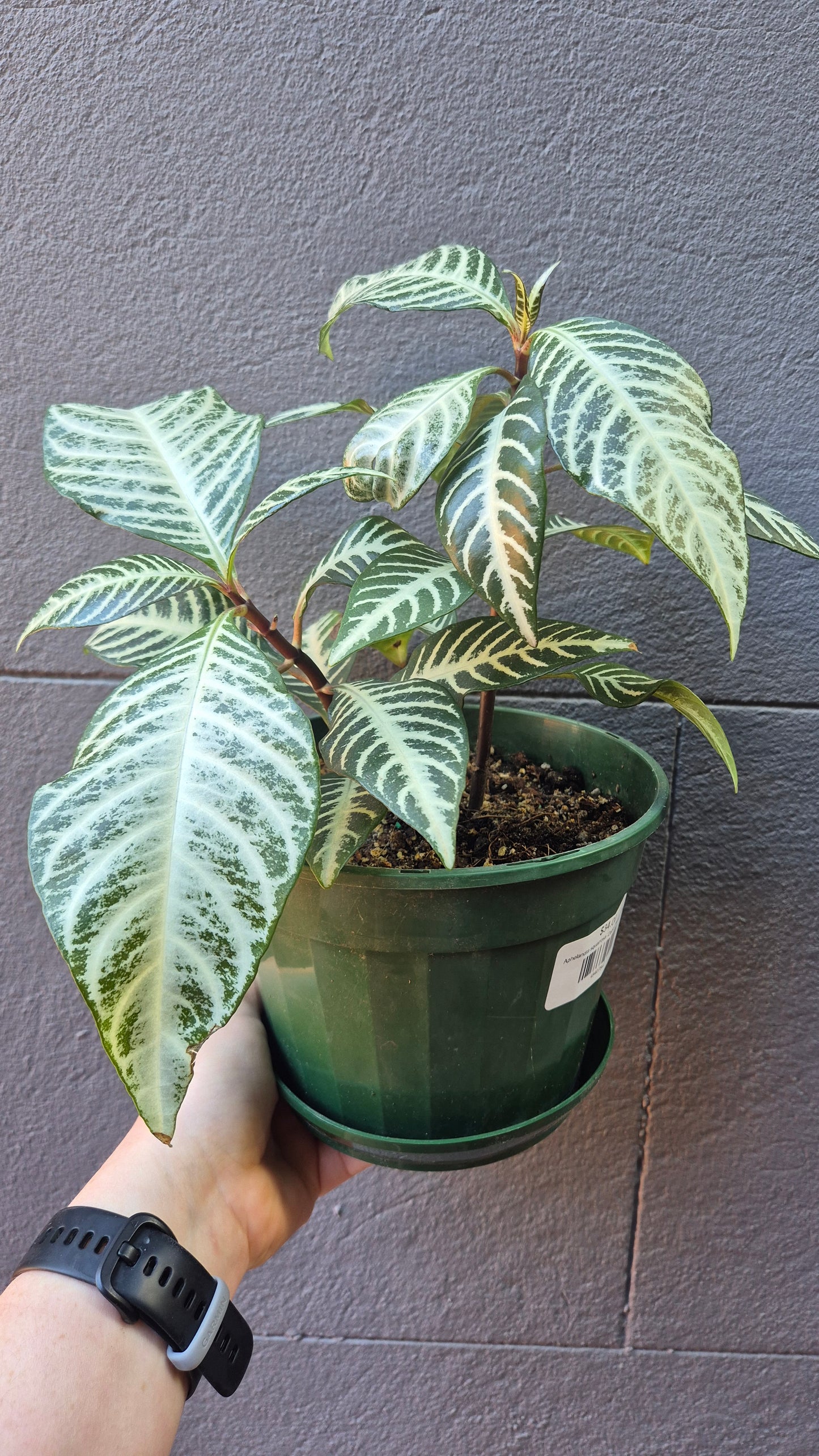 Aphelandra squarrosa 'Zebra Plant'