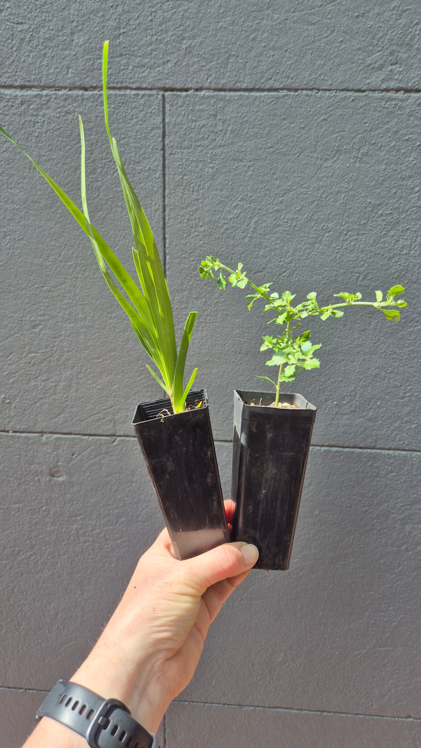 Bird-Attracting Plants - Starter Kit