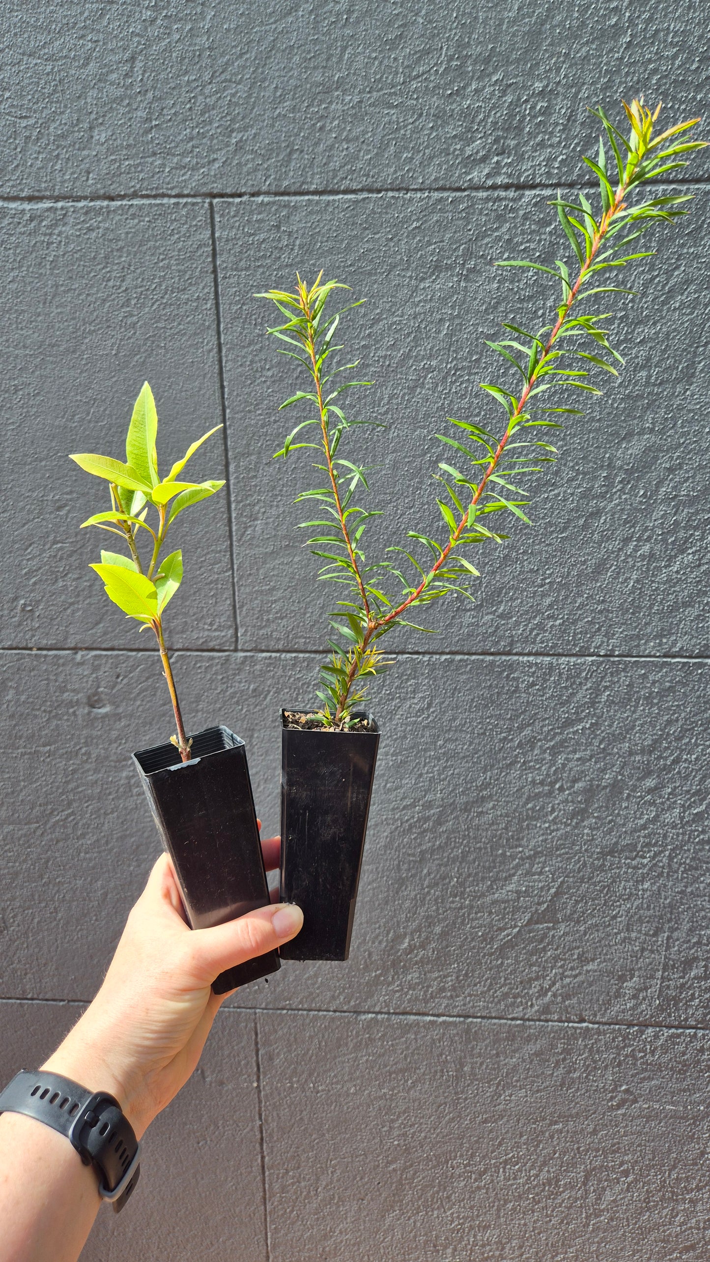 Bird-Attracting Plants - Bird Lover Kit