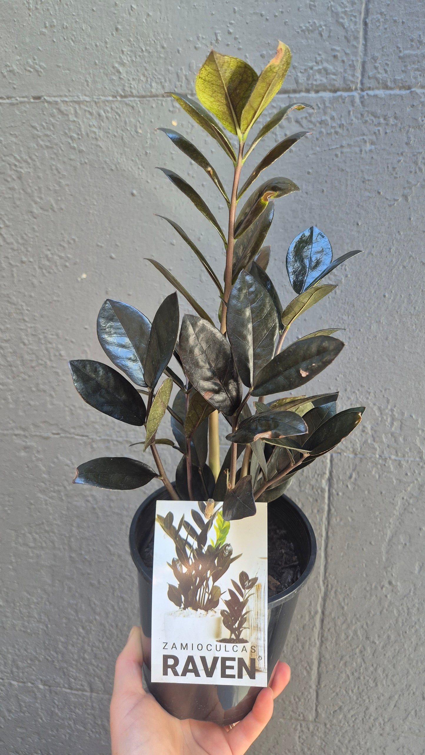 Zamioculcas zamiifolia 'Raven'